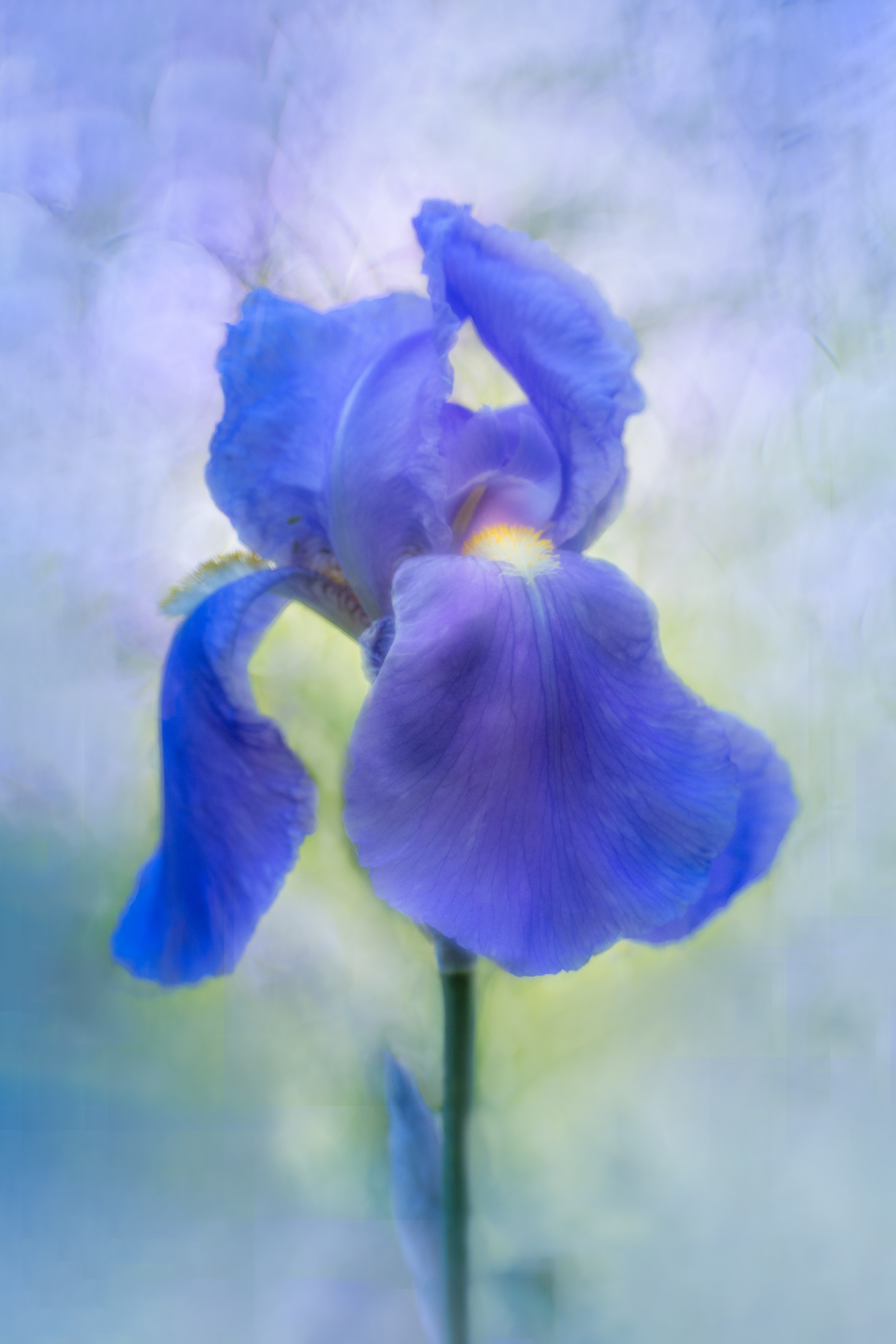 Jana's Iris