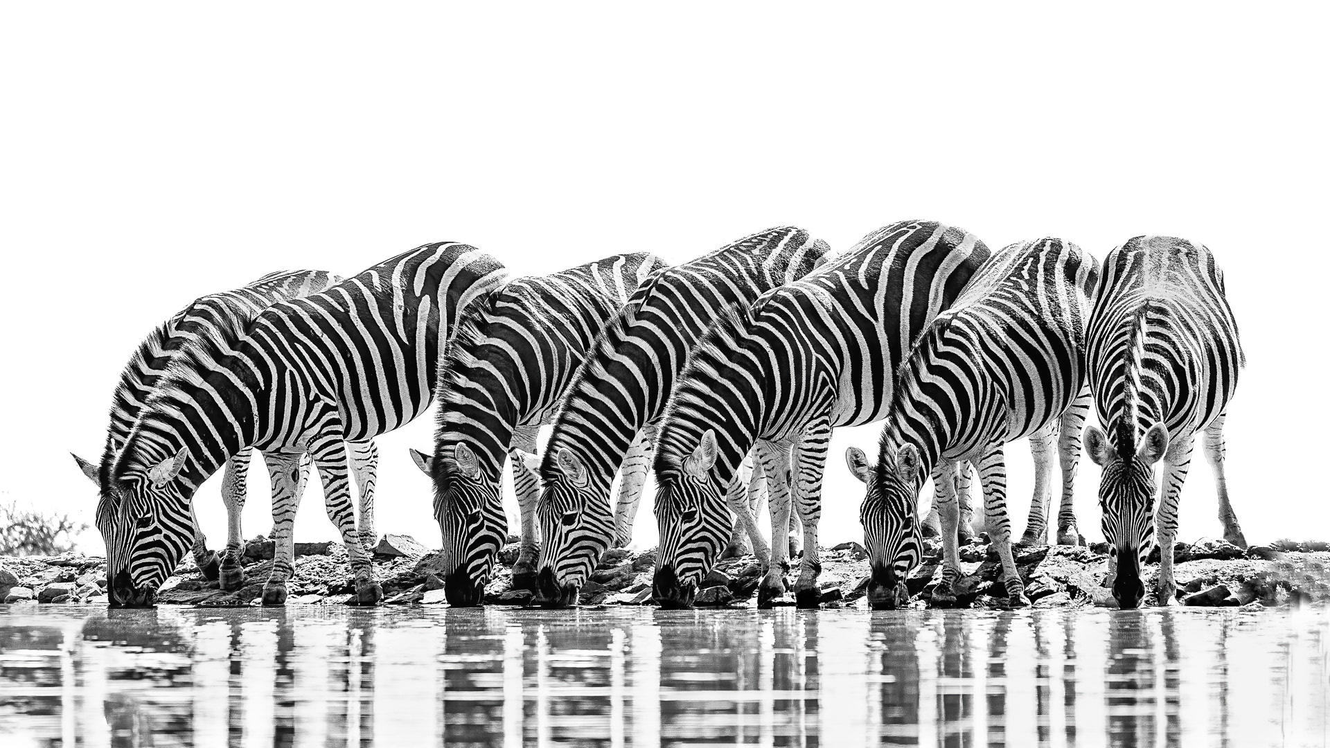 Zebras at Waterhole
