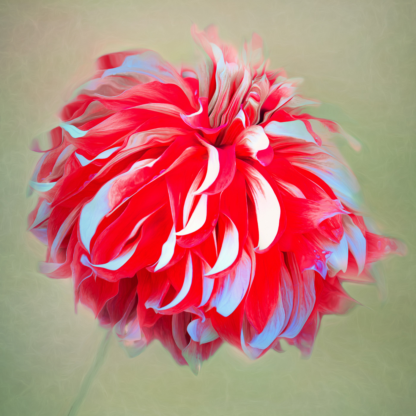 Dahlia SN
