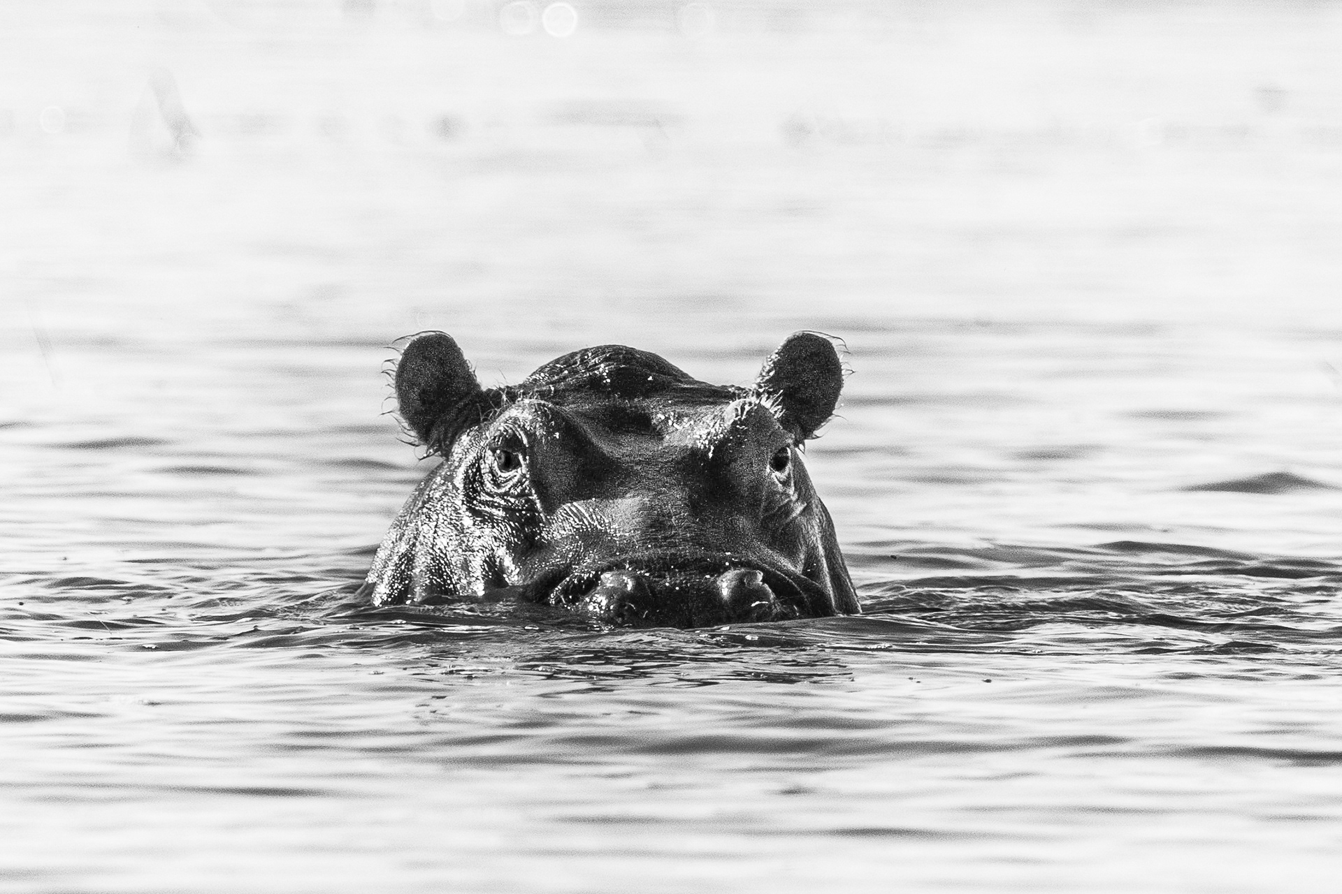 Hippo at water level, B&W