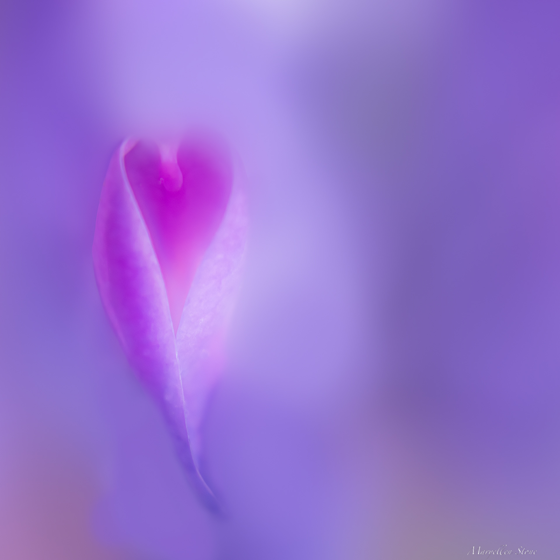 Lupine Love 2 ~ I choose love.