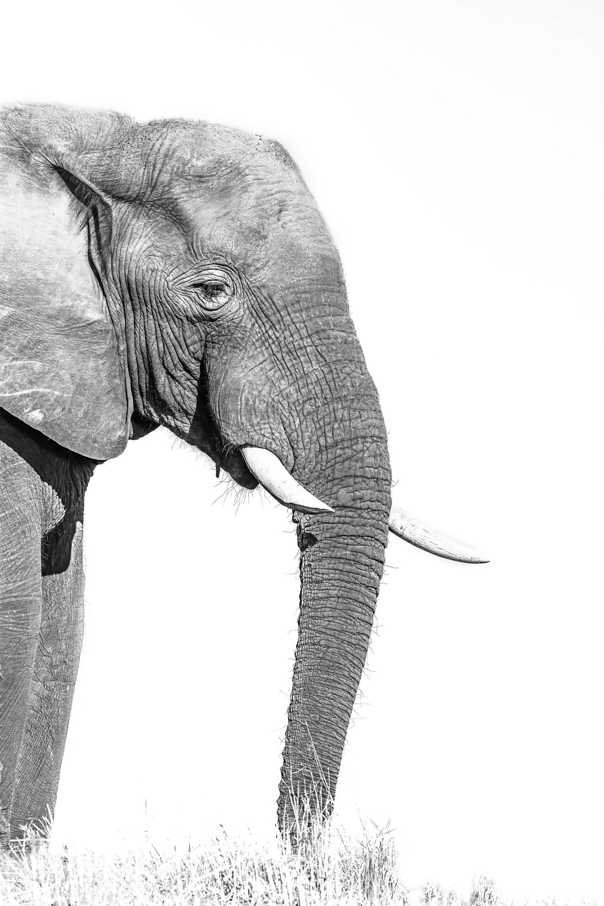 Elephant Portrait