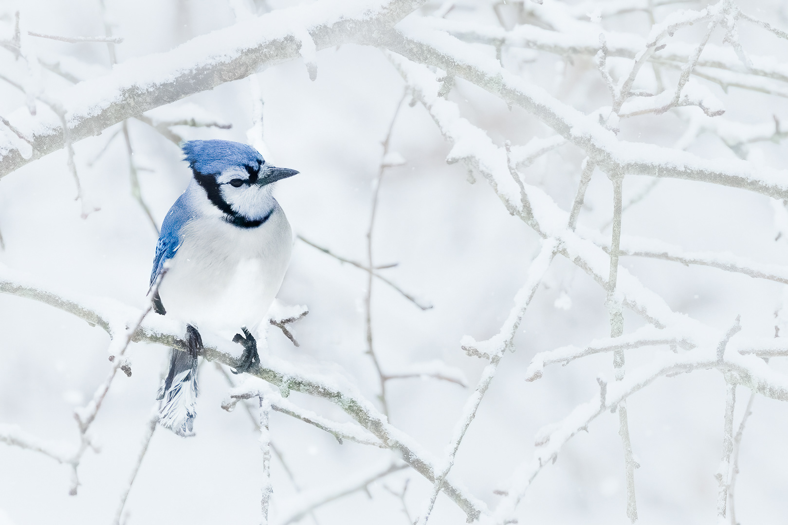 Blue Jay in Snow II