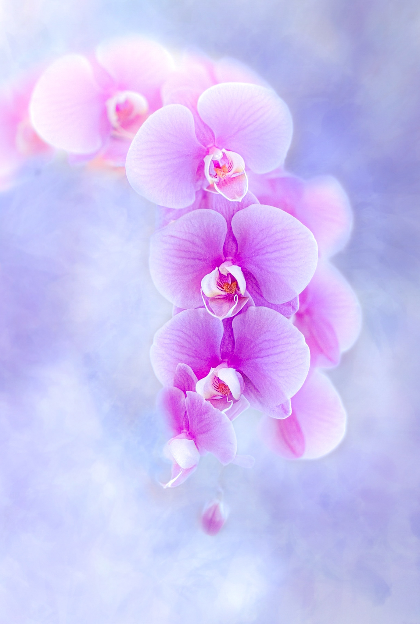 Orchids 12