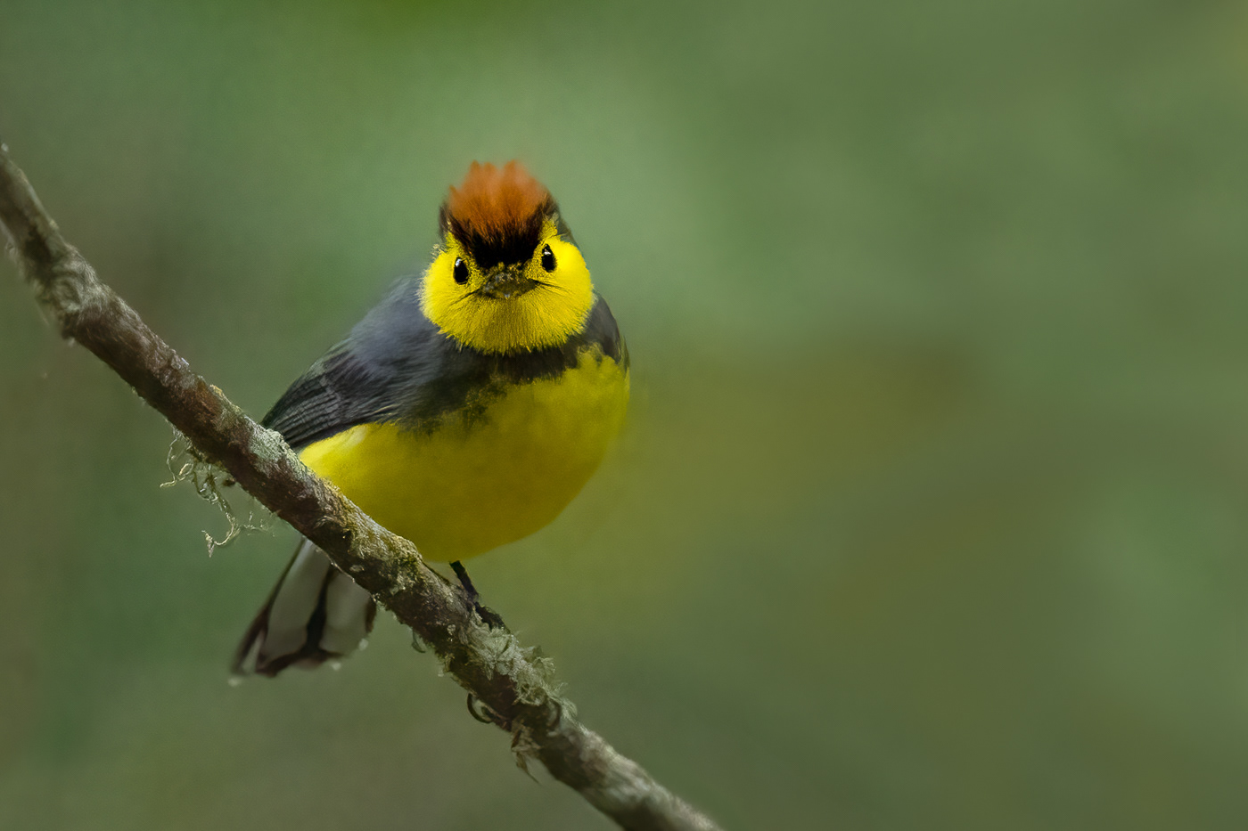 Collared Redstart