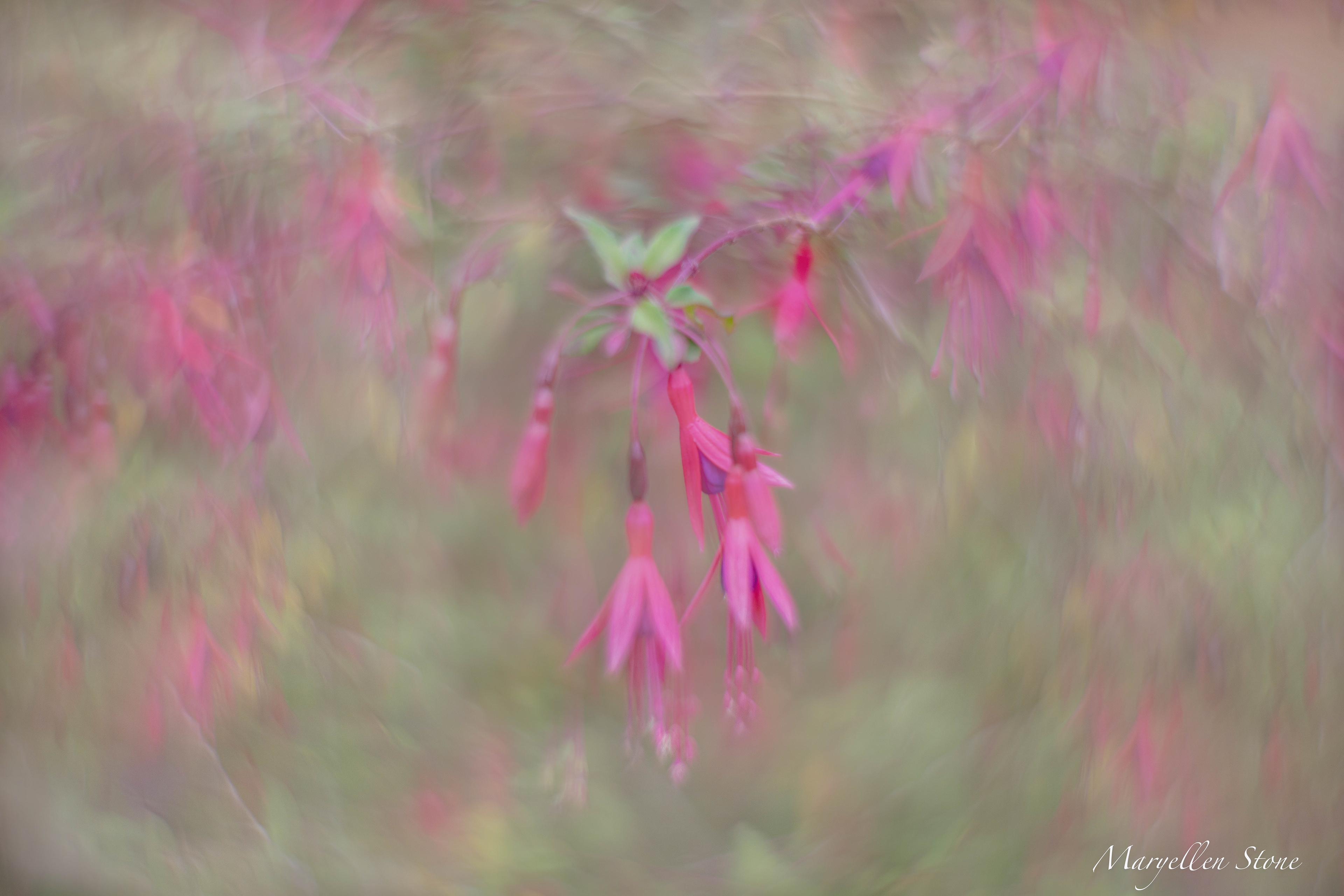 Fuchsia Abstract