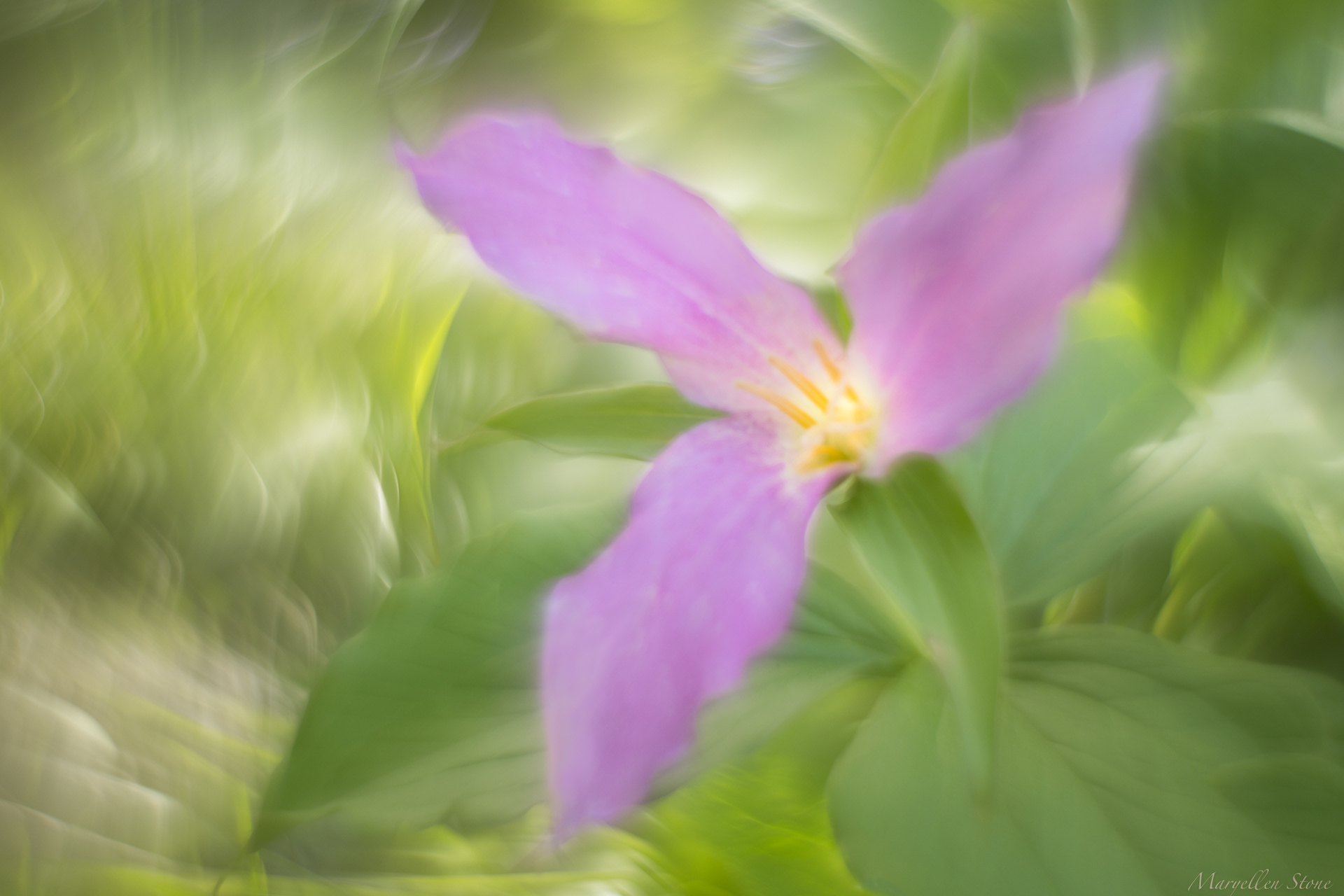 Trillium