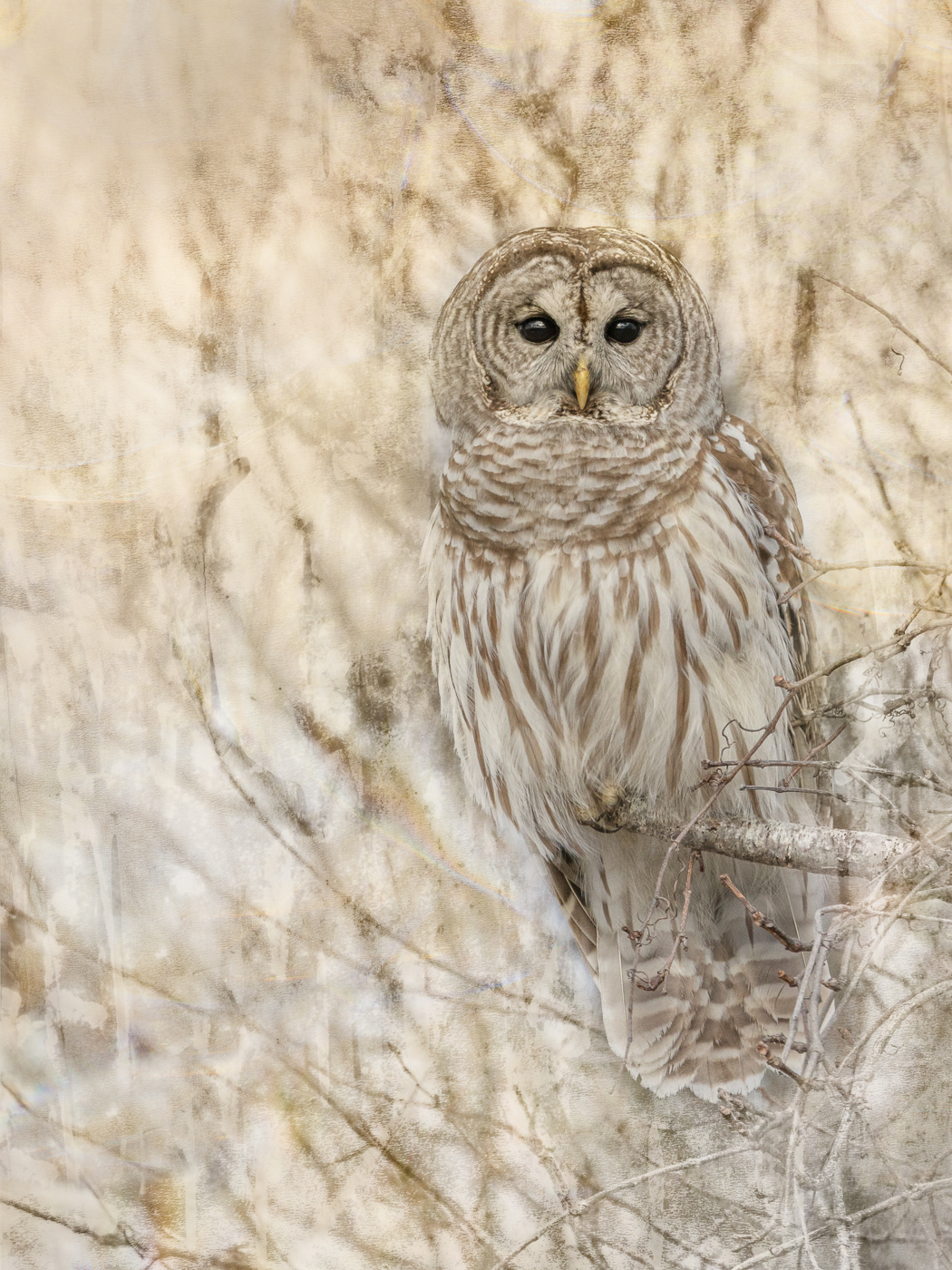 Barred Owl with textures 9210 