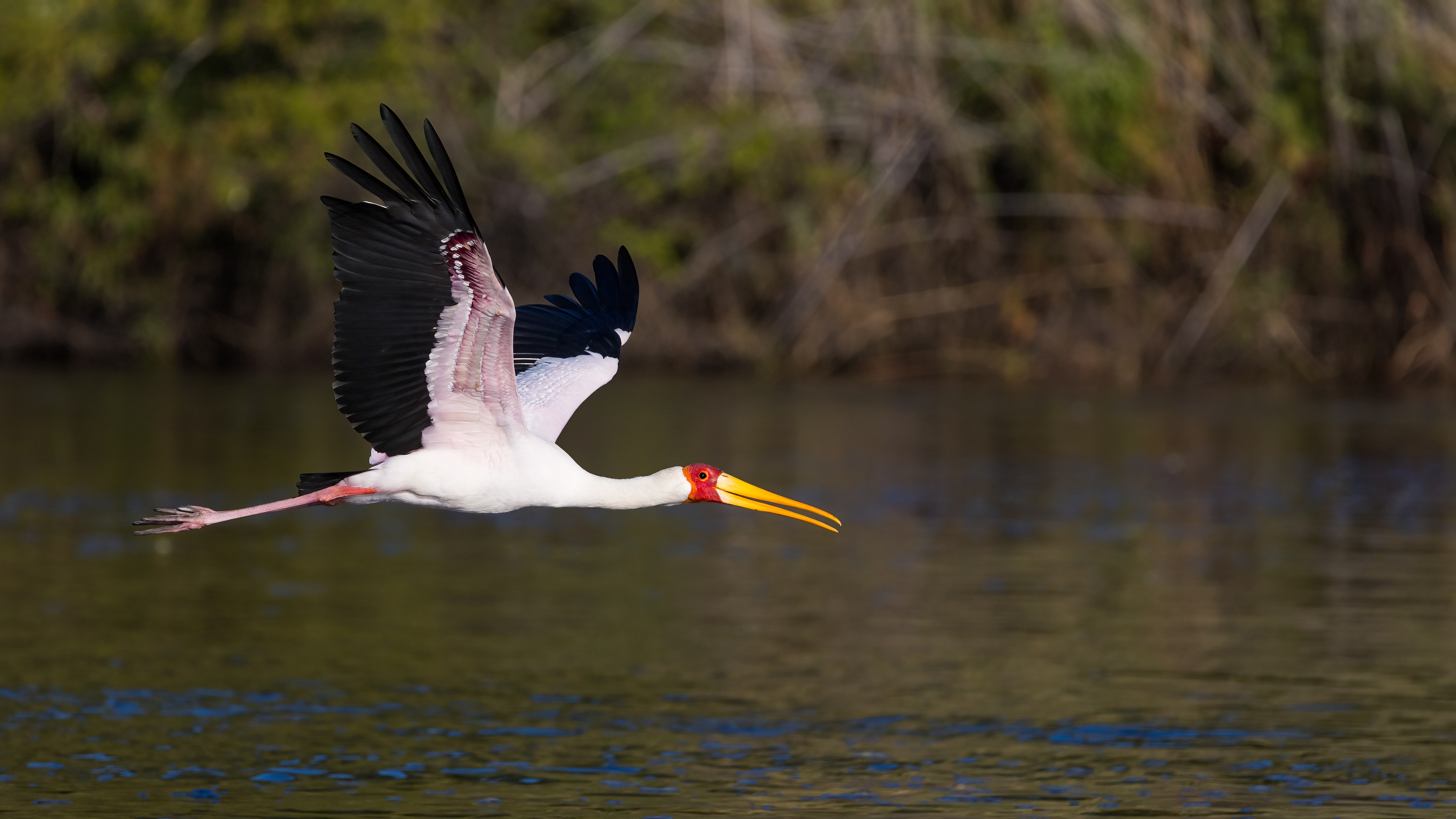Yellow-billed Stork In Flight