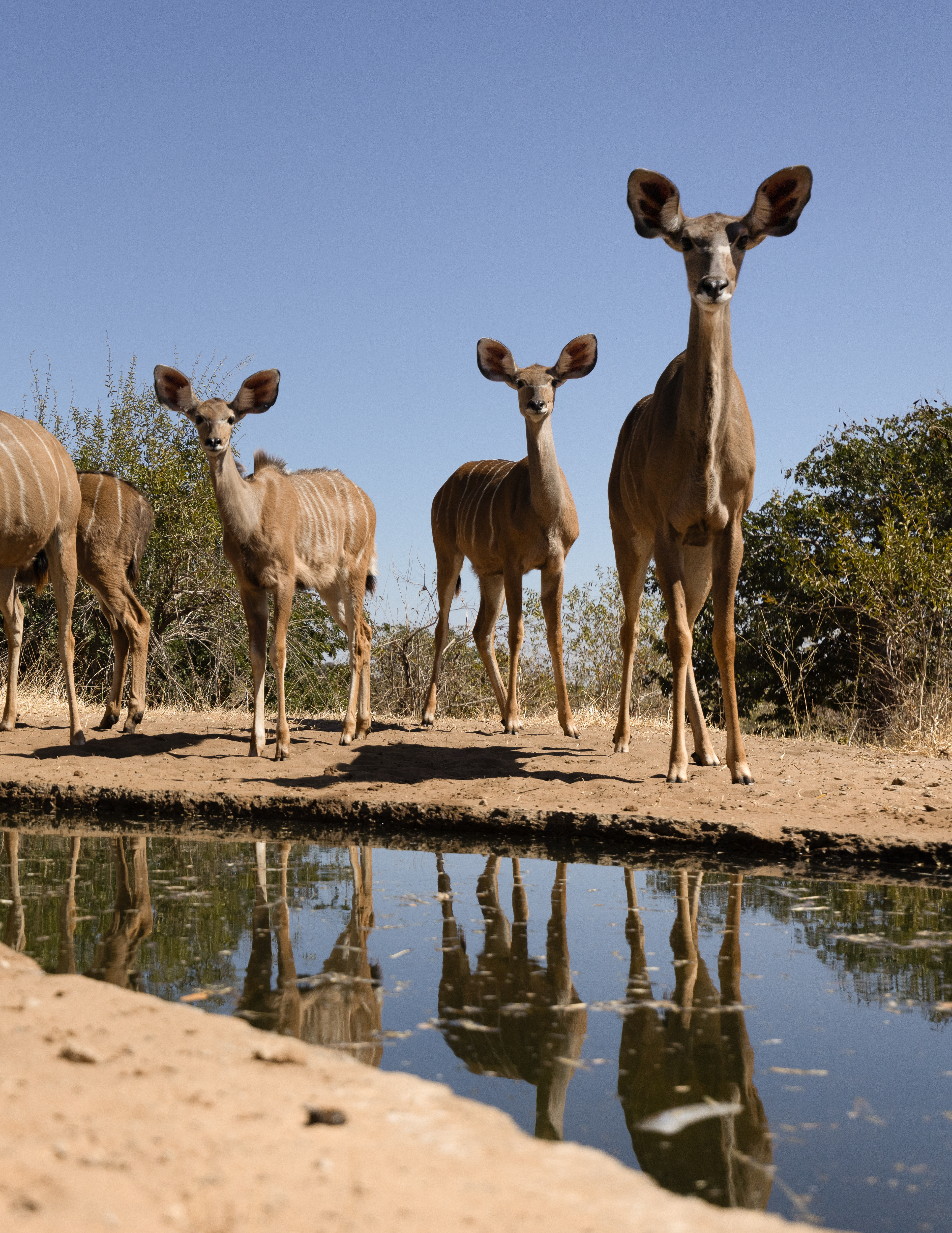 Kudu at Chobe Lodge hide