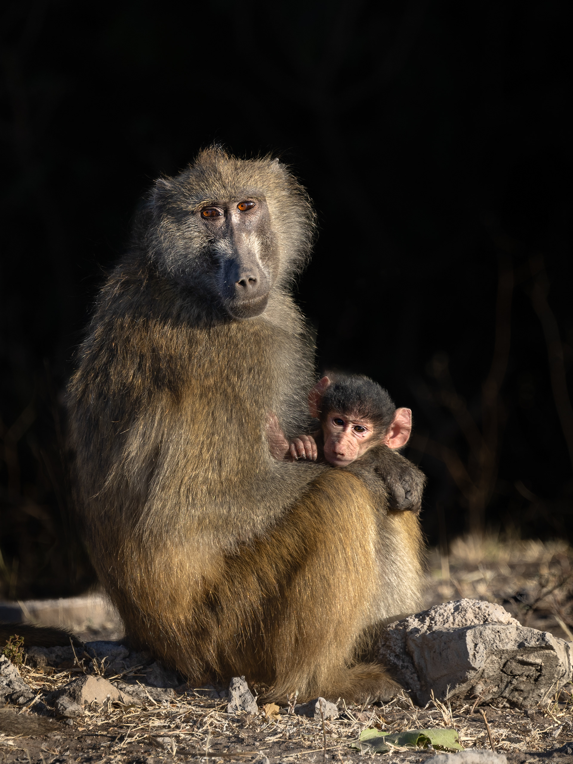 Mother and baby Chacma Baboon portrait