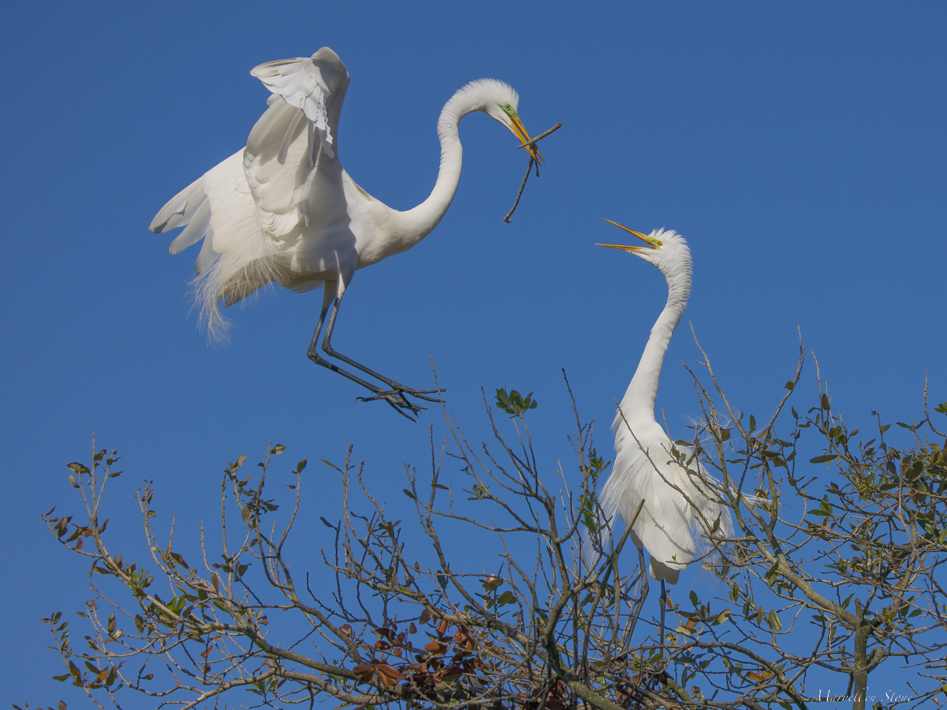 The Gift From The Alligator Farm in St. Augustine, FL.
