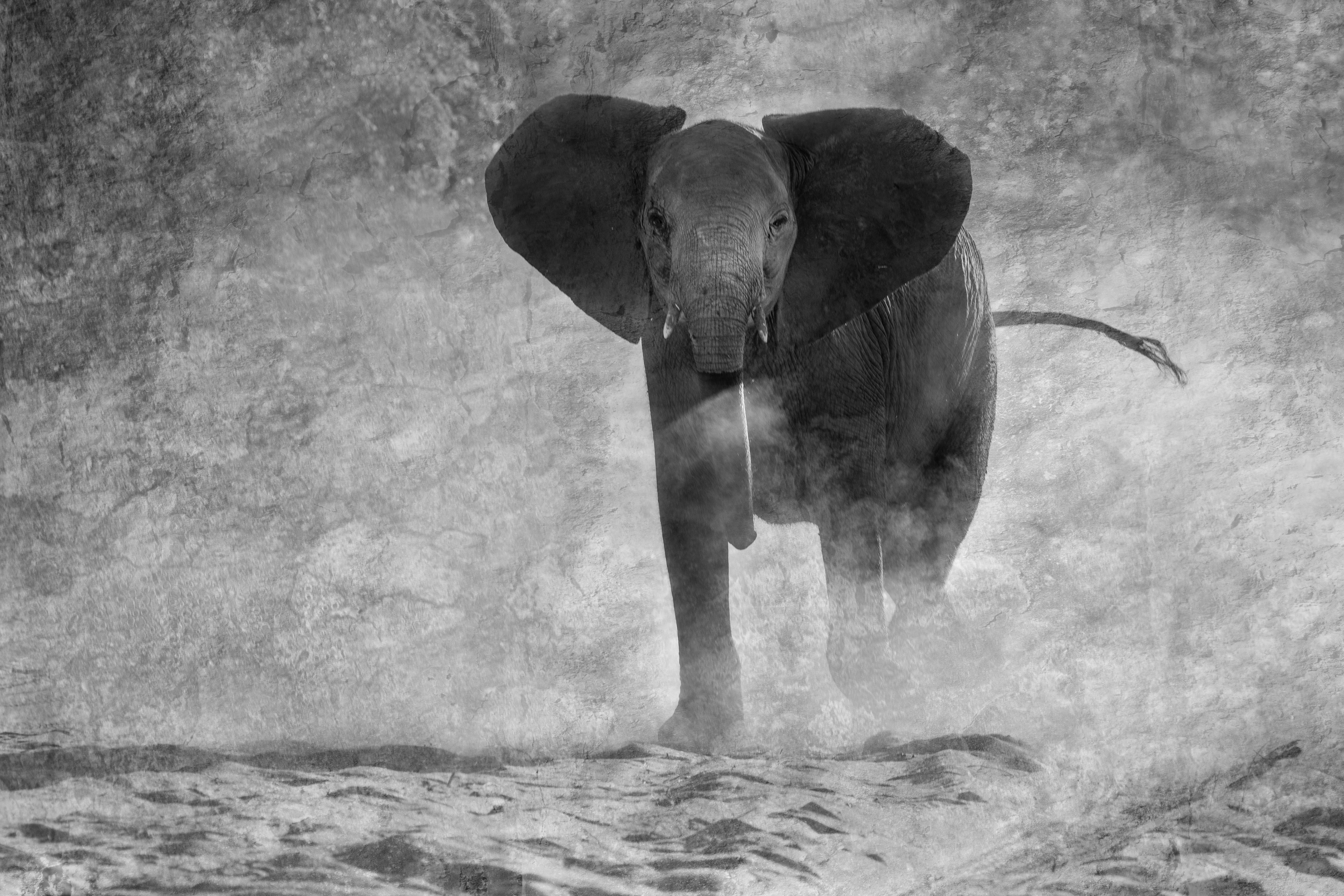 Young male elephant charging B&W