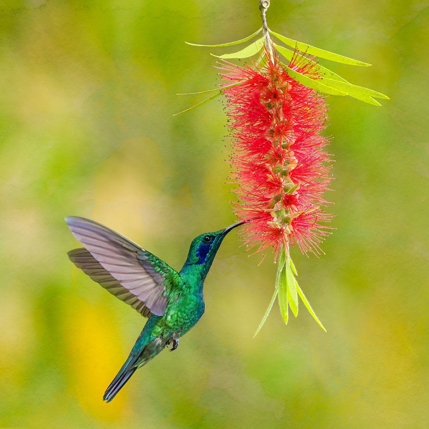 Lesser Violetear in Bottlebrush
