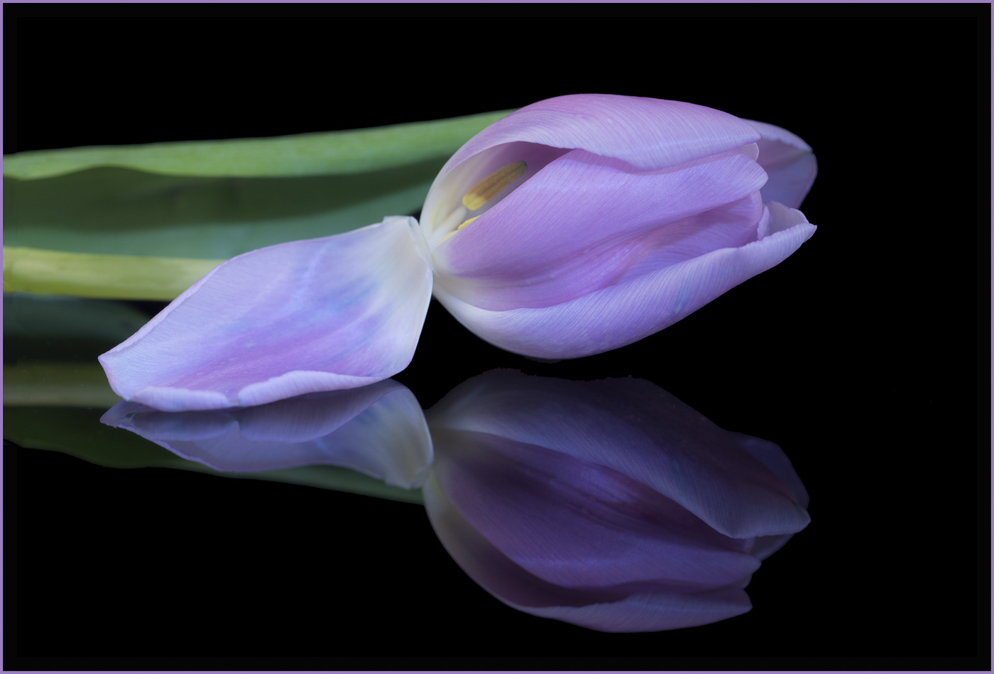 Tulipa
