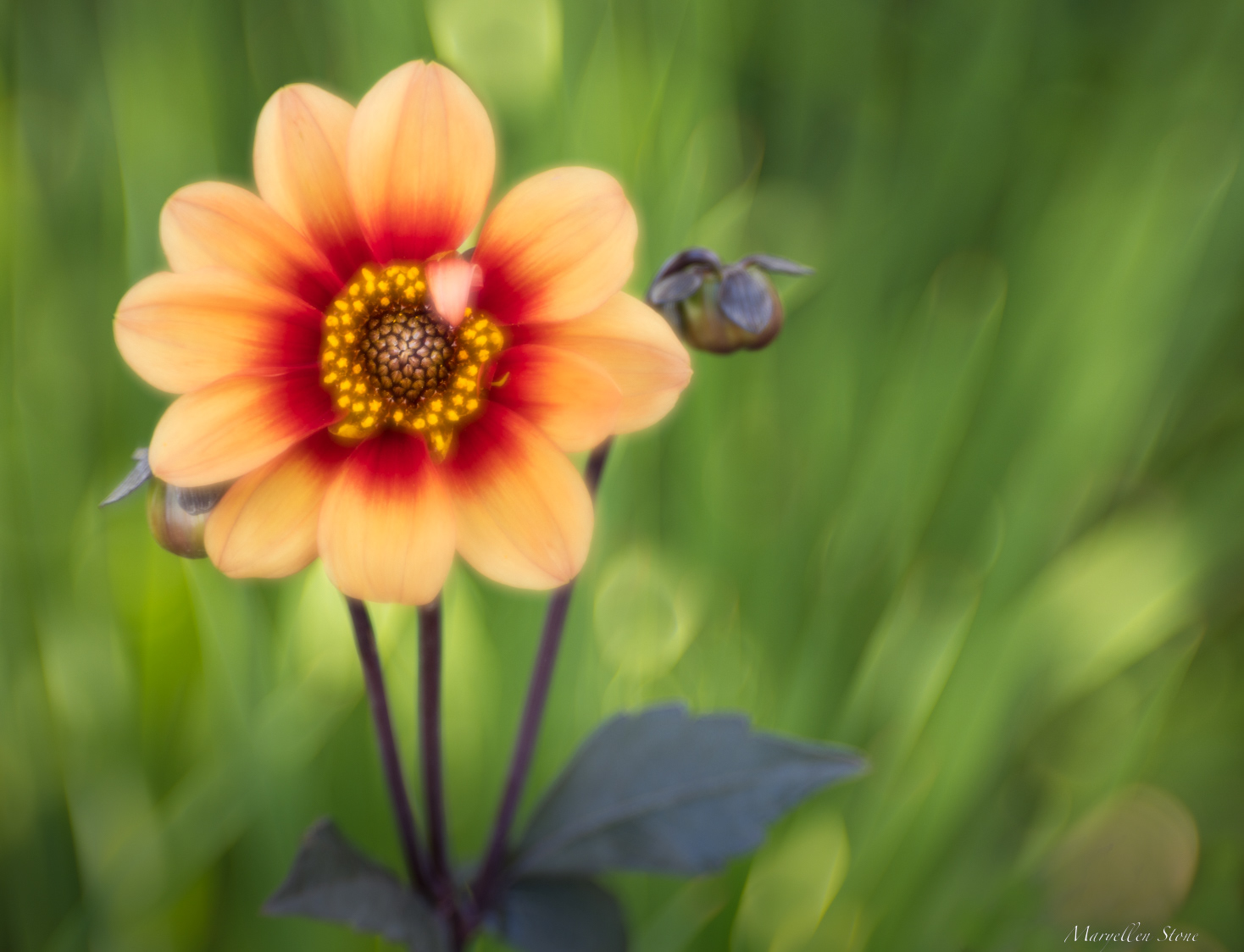 Dahlia and friend