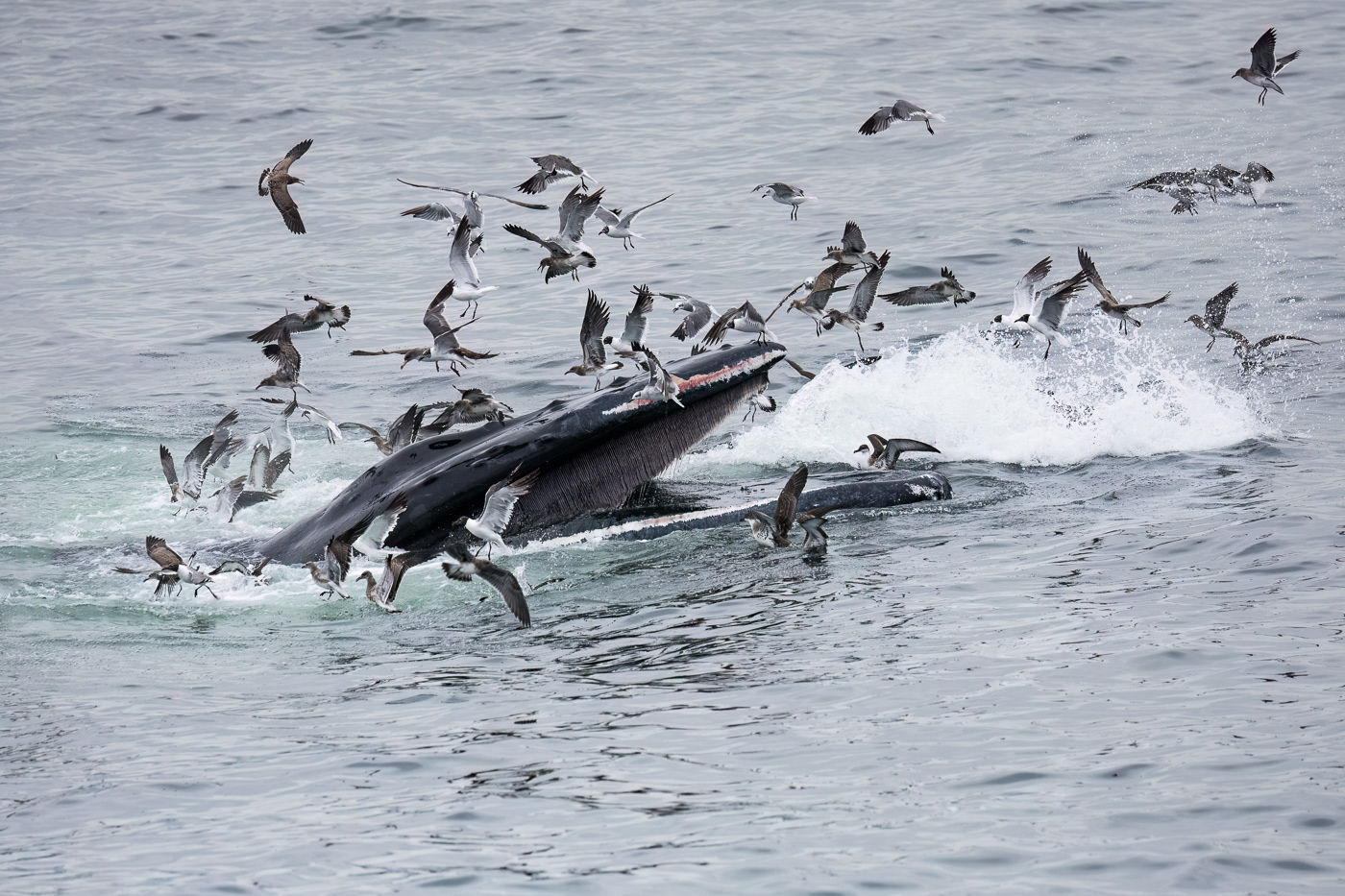 Feeding Frenzy II 1495