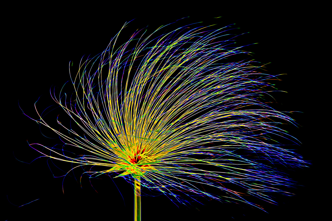 Papyrus Abstract Chobe River