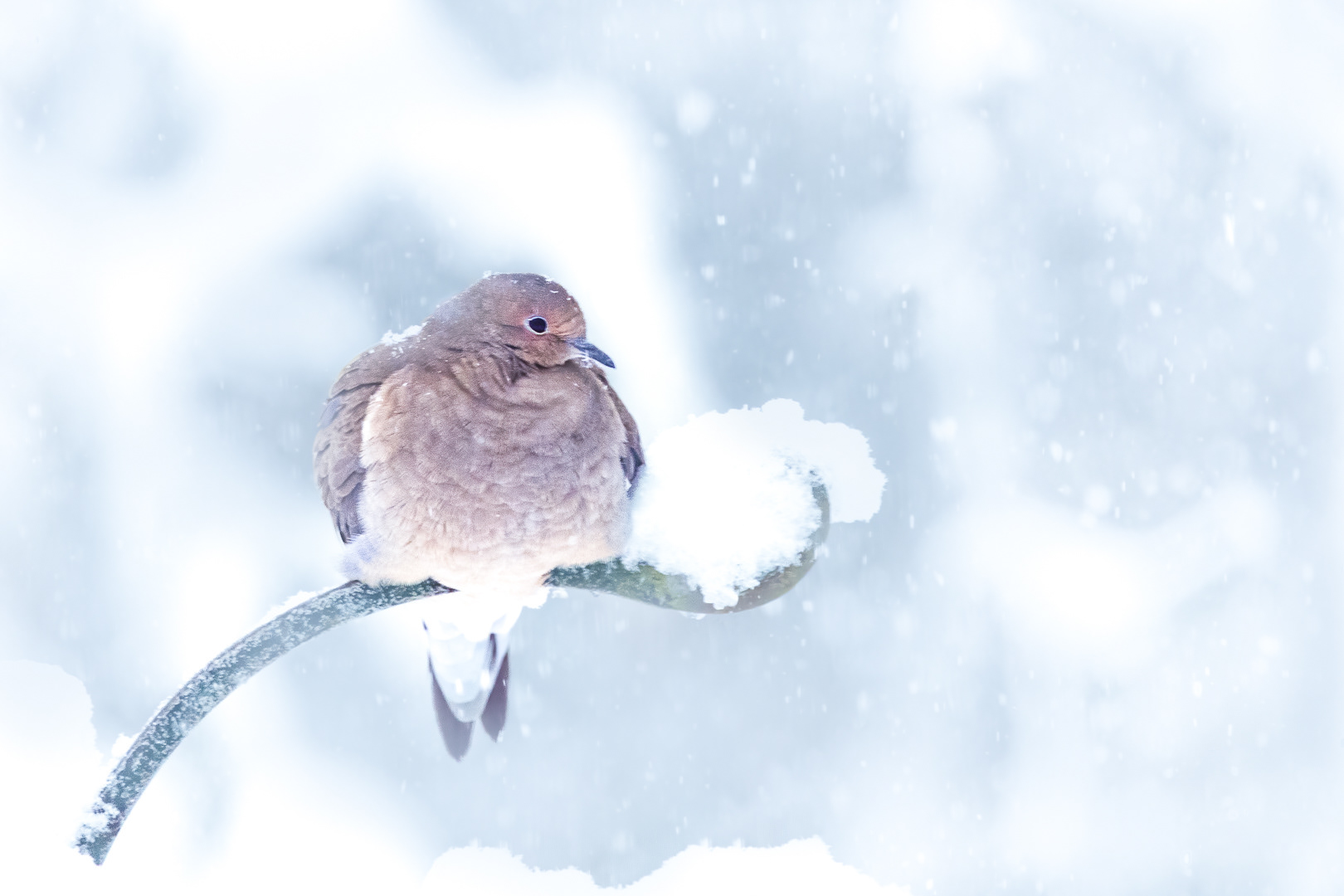 Mourning Dove in Snow