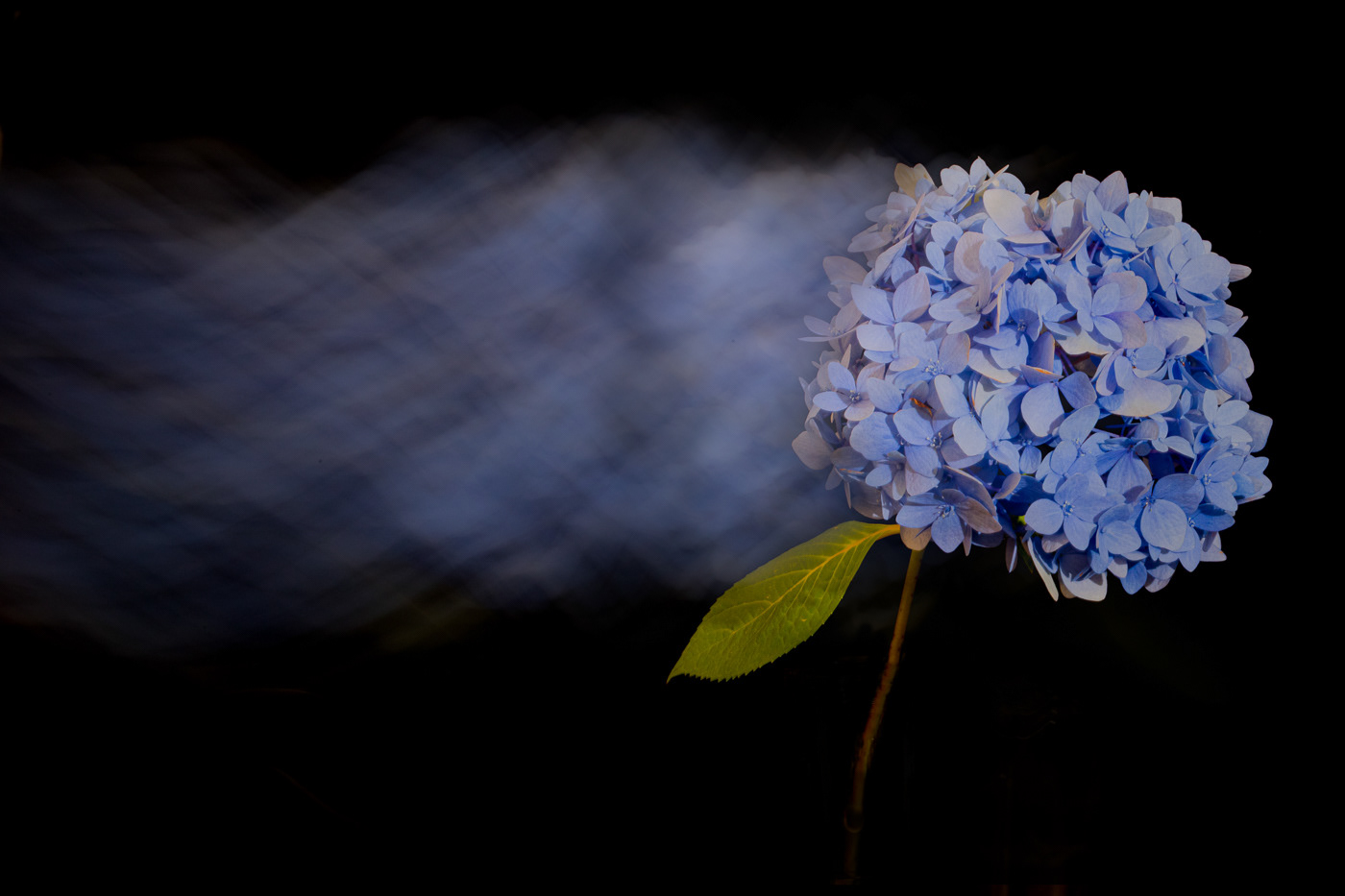 Hydrangea Dance