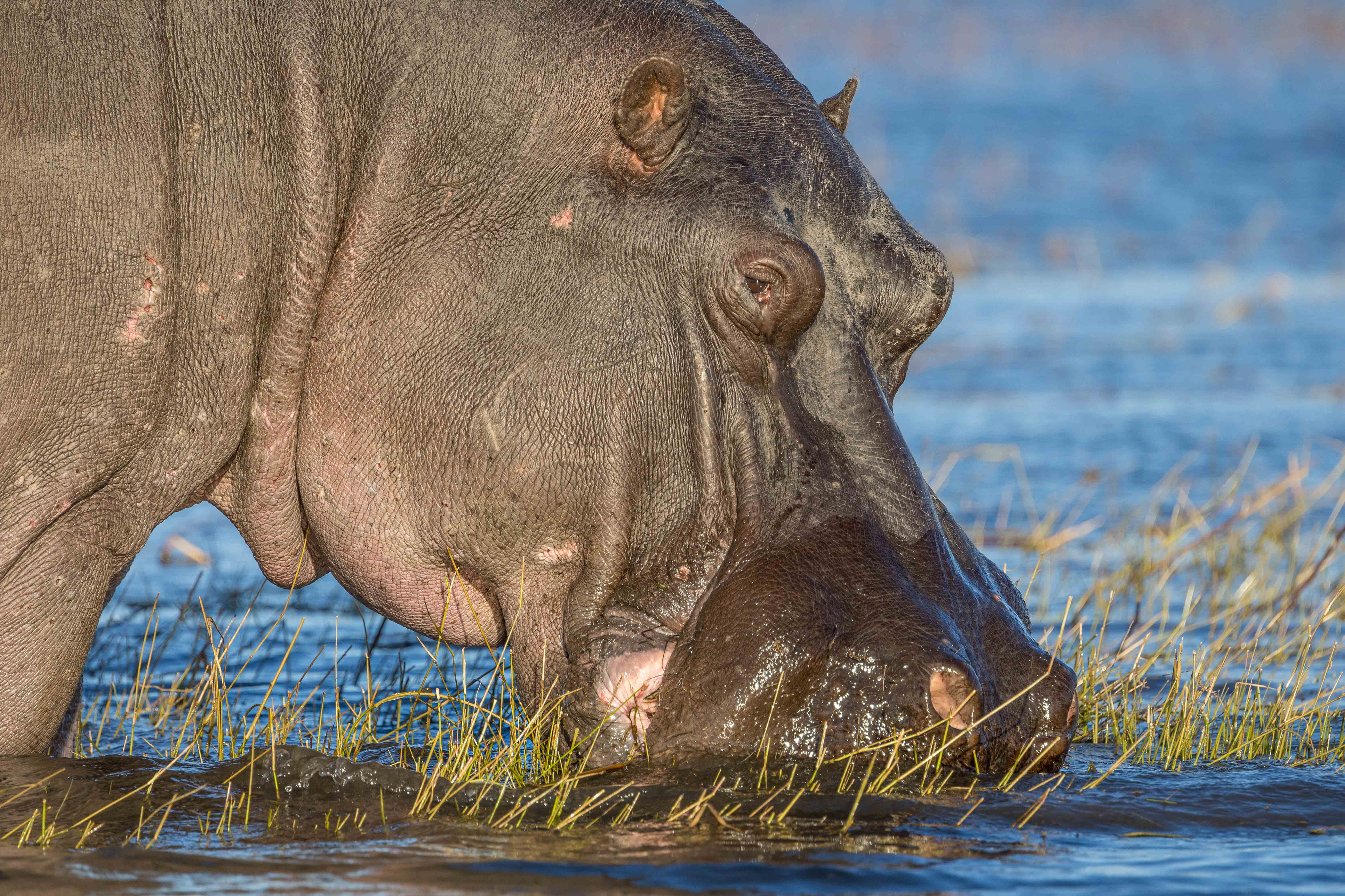 Hippo Portrait