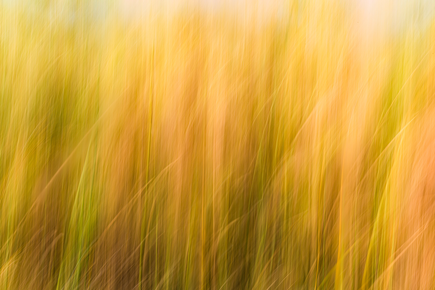 River Grass ICM (Chobe River) 5406