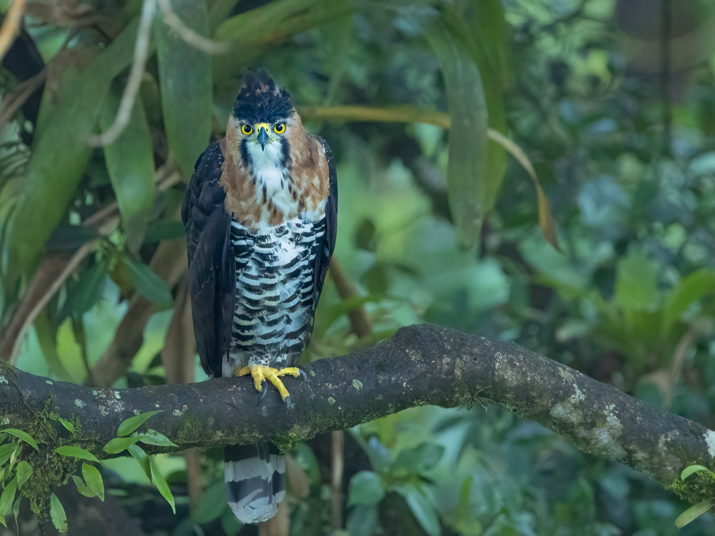 Ornate Hawk-eagle