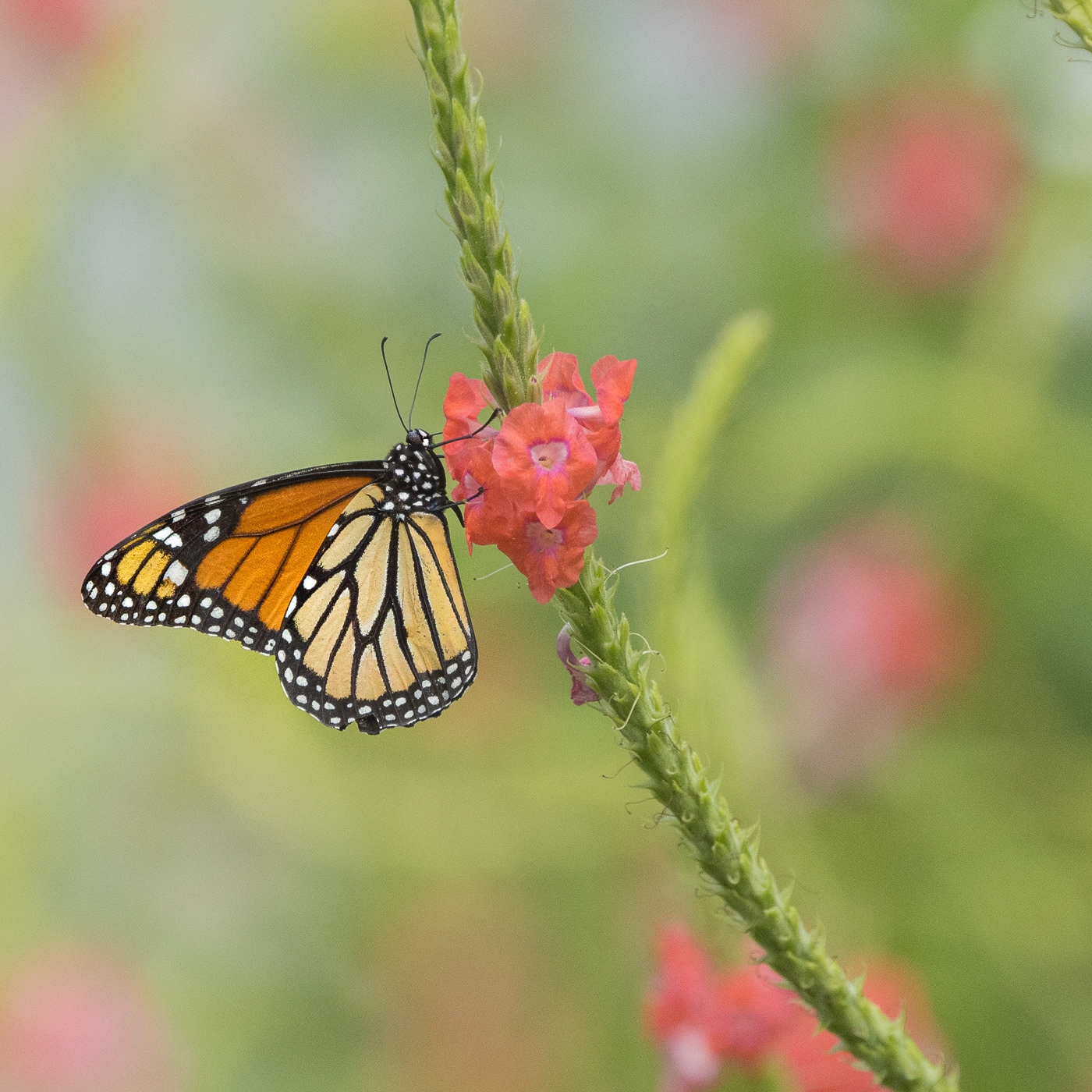 Monarch Butterfly