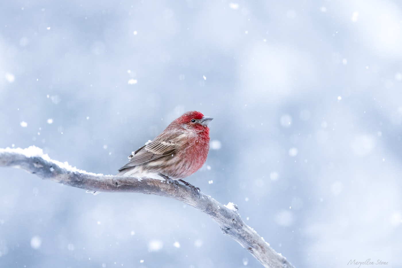 House Finch in Snow