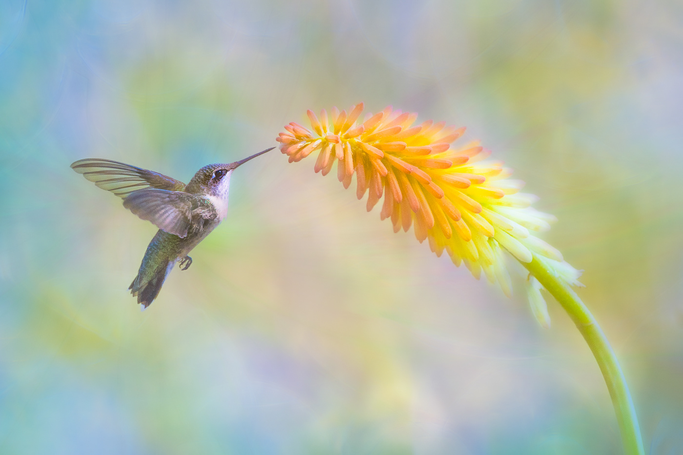 Sweet Sipper III ~ A Ruby-throated Hummingbird sips from a Red-hot Poker bloom in my garden. 