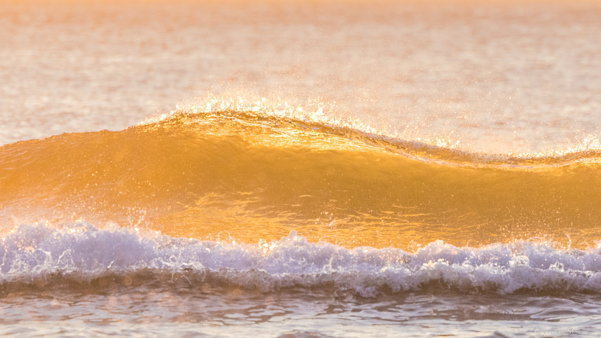 Golden Dancer A fabulous morning on Cape Cod, following the light and wave action. So much fun, thank you Bob for getting up early and playing in the water with me!