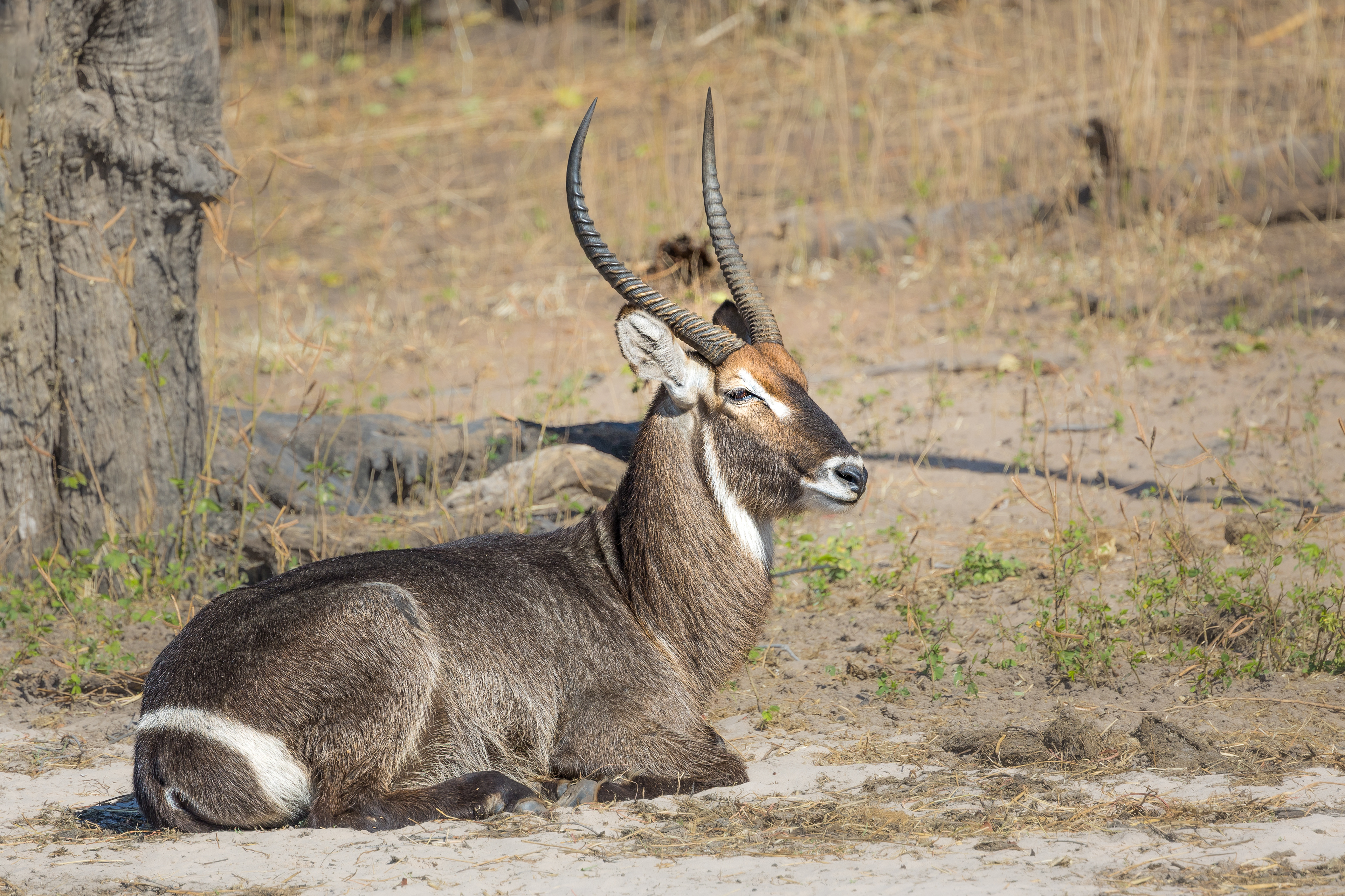 Waterbuck