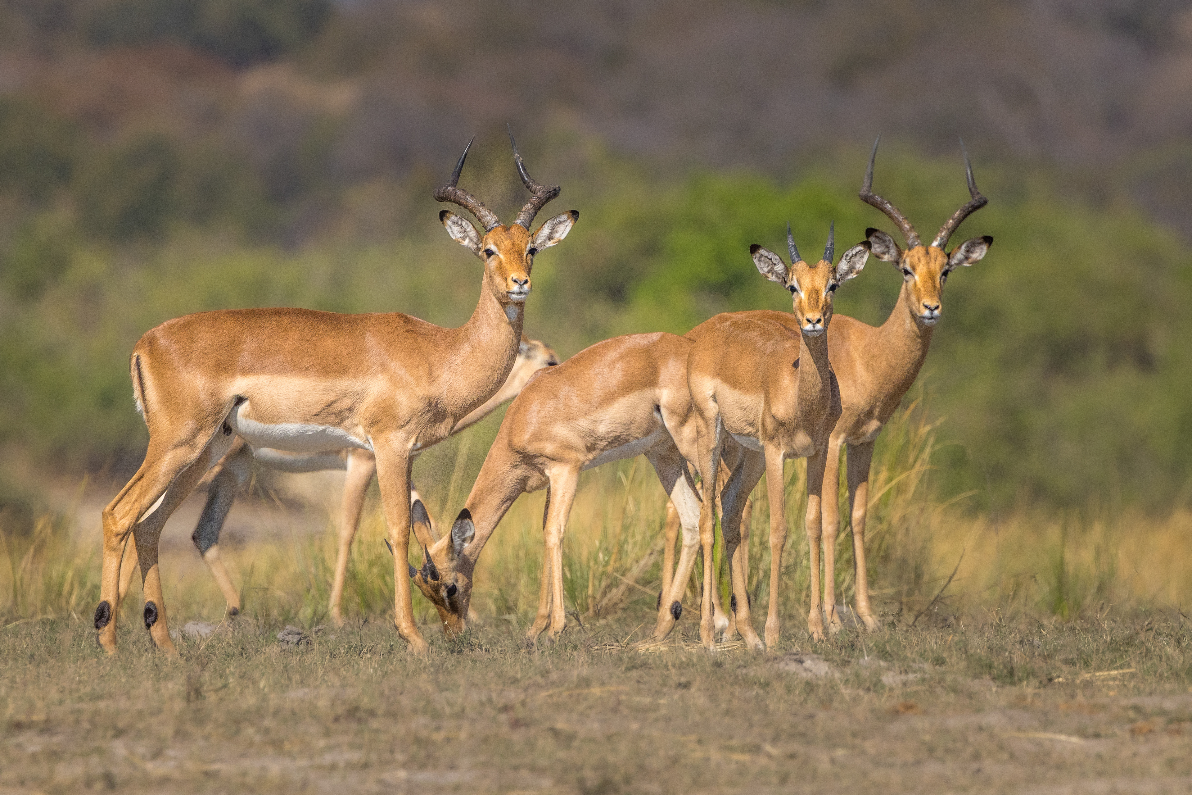 Impala group