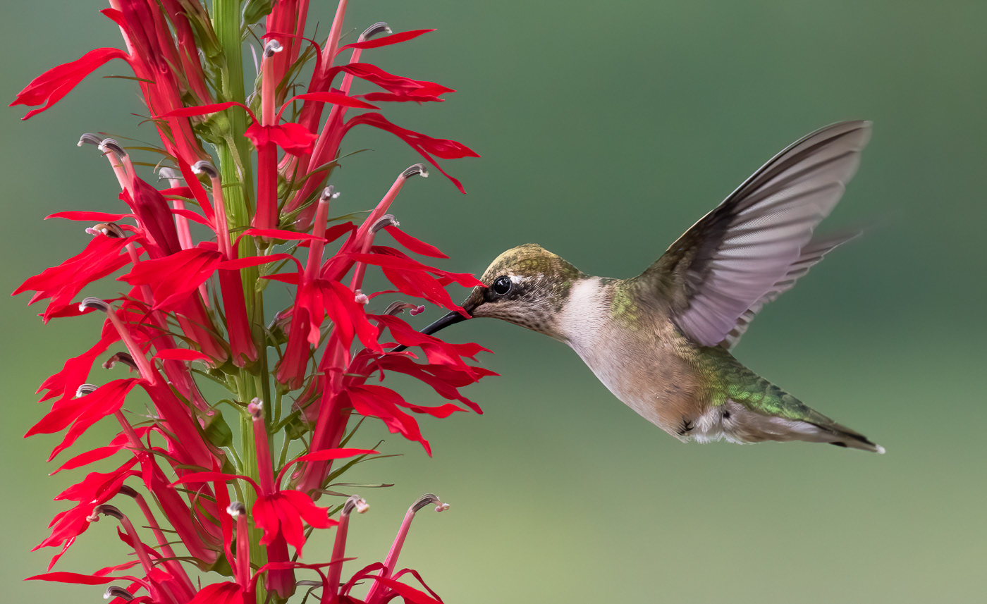 Ruby-throated Hummingbird at Cardinal Flower Honorable Mention in Pollinator Category