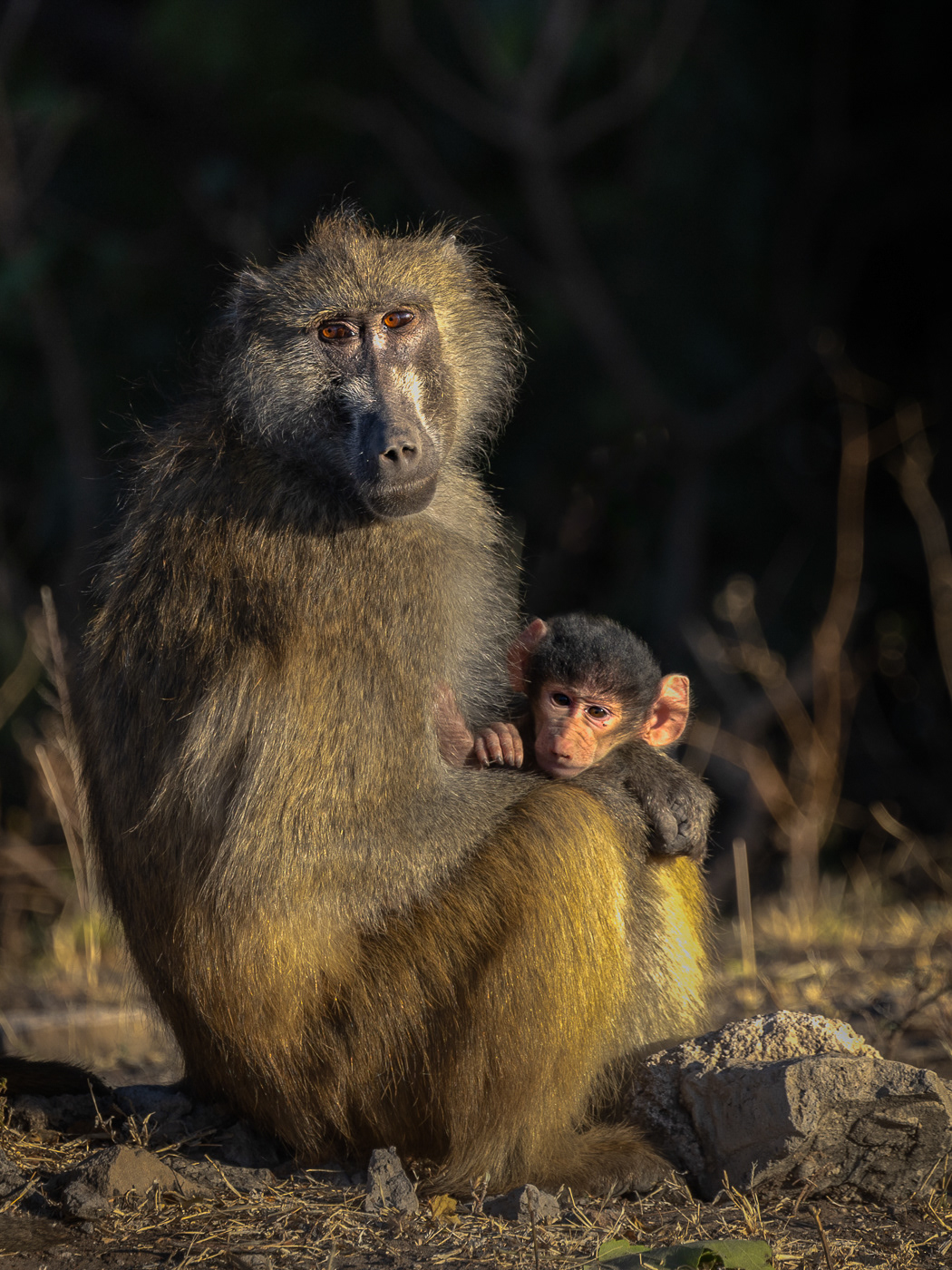 Mother's Protection Baby and Mother Chacma Baboon 9081