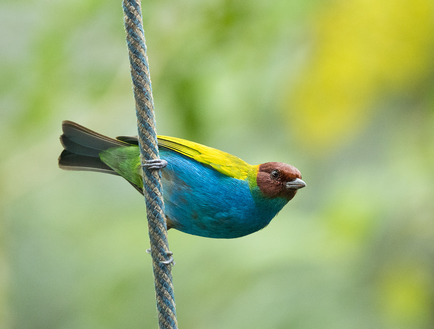 Bay headed Tanager