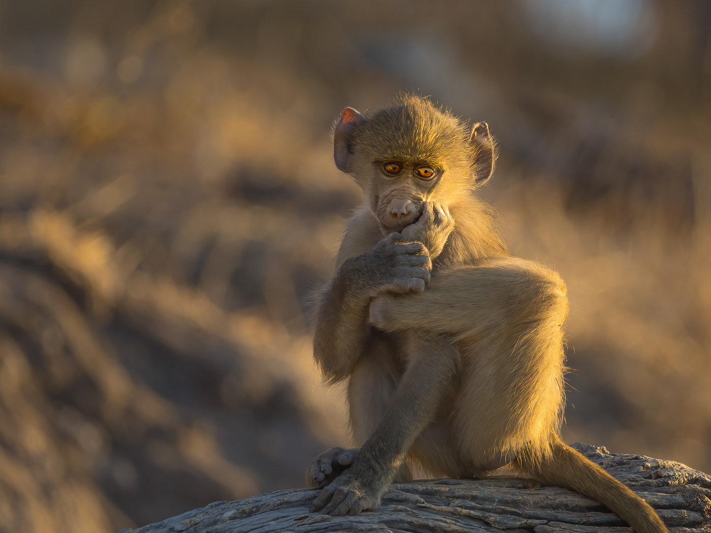 Baby Baboon Thinking 1764