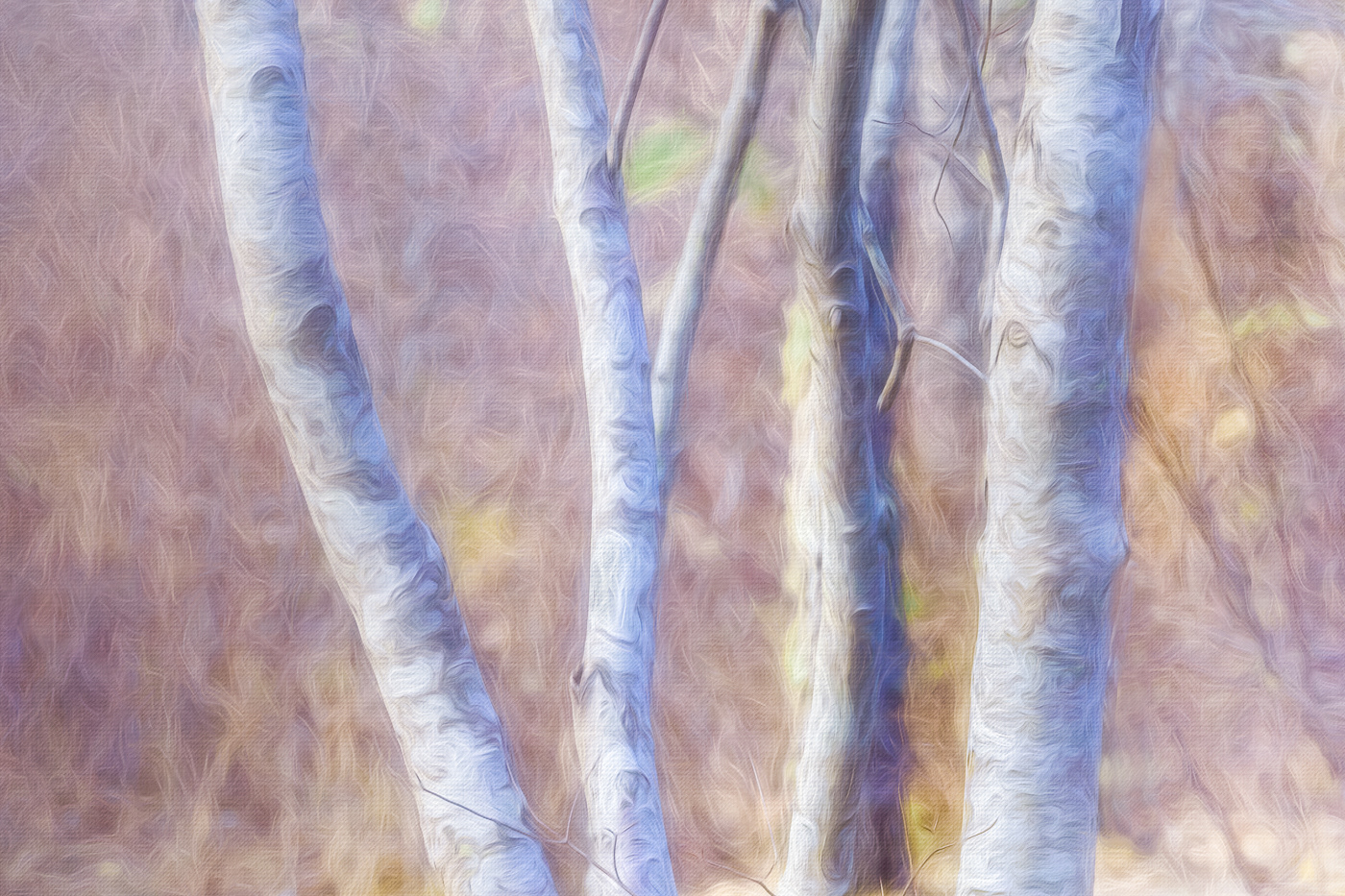 Birches II