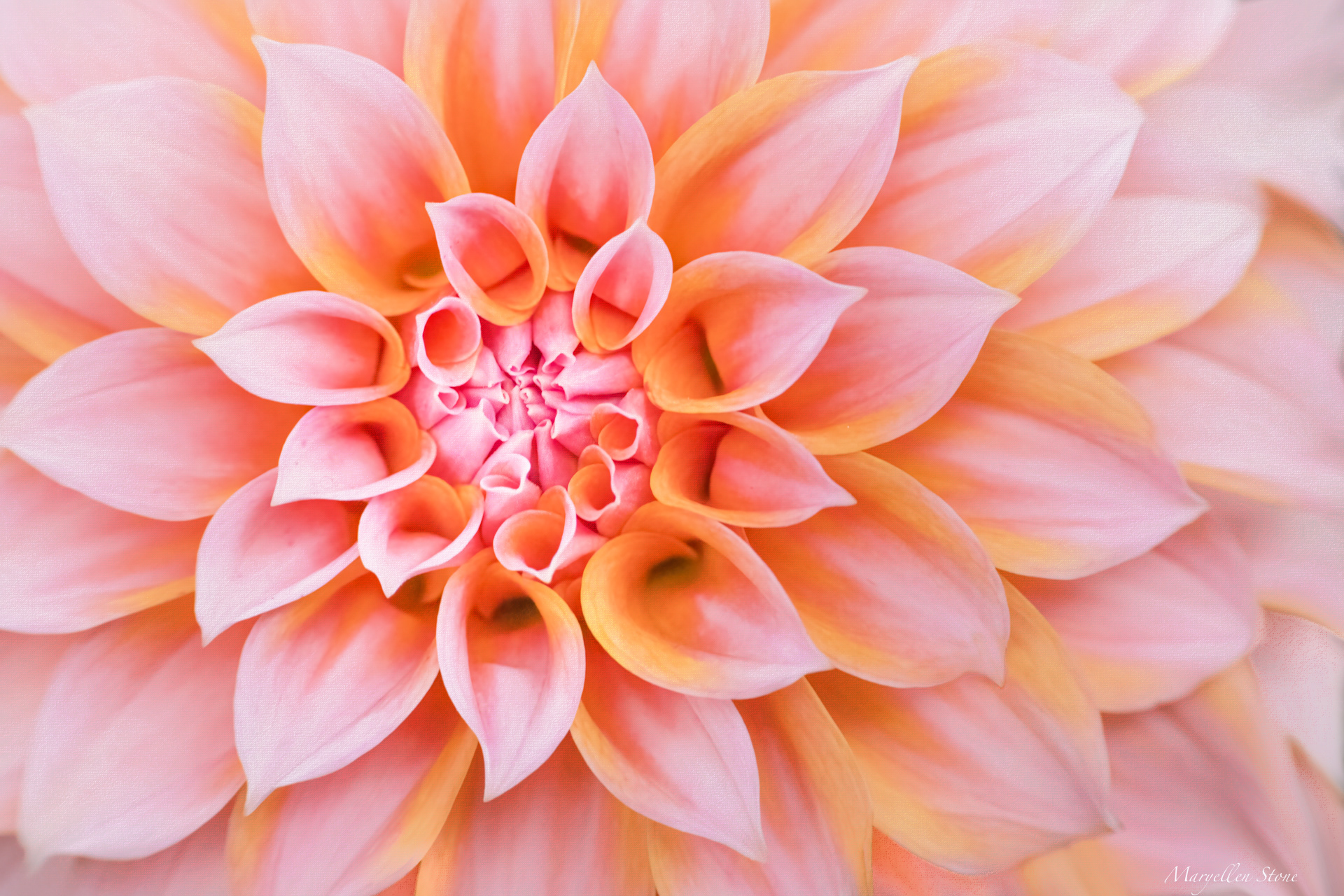 Peaches and Cream Dahlia