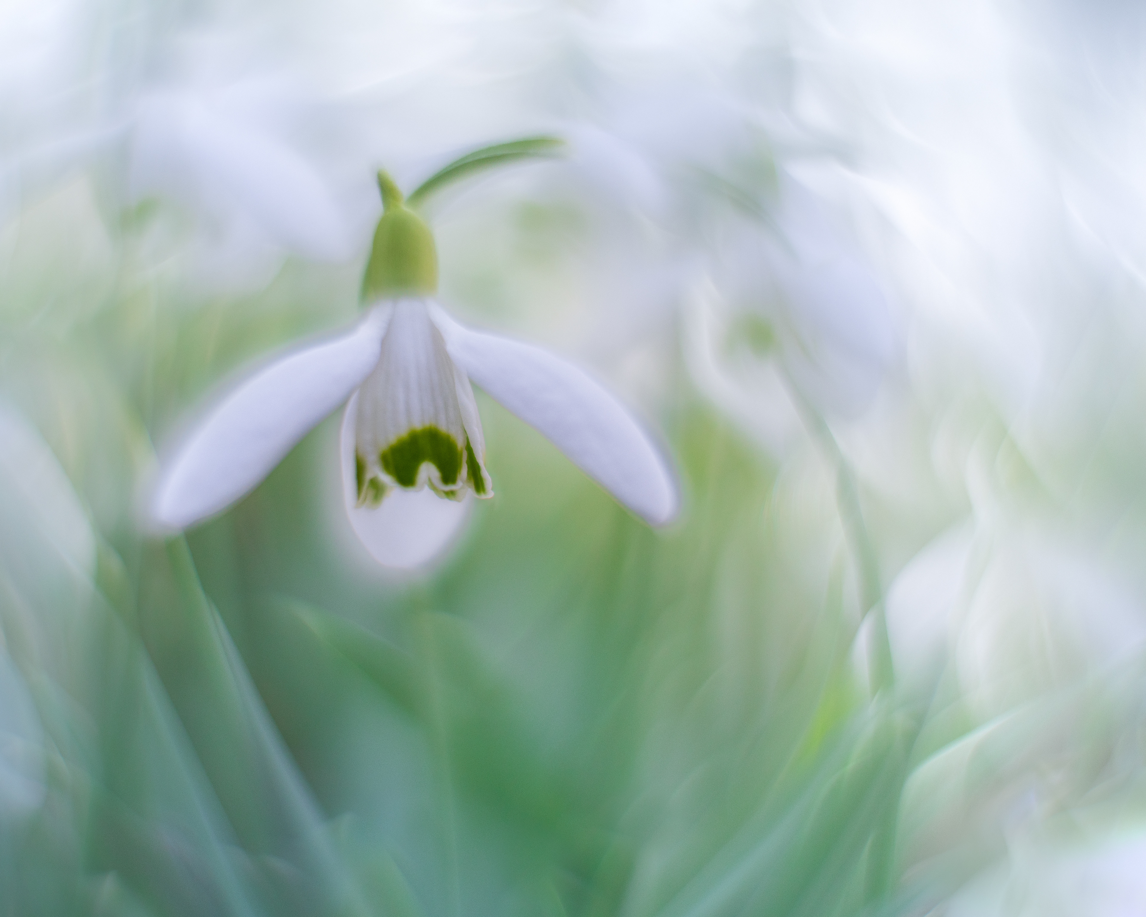 Snowdrop Magic