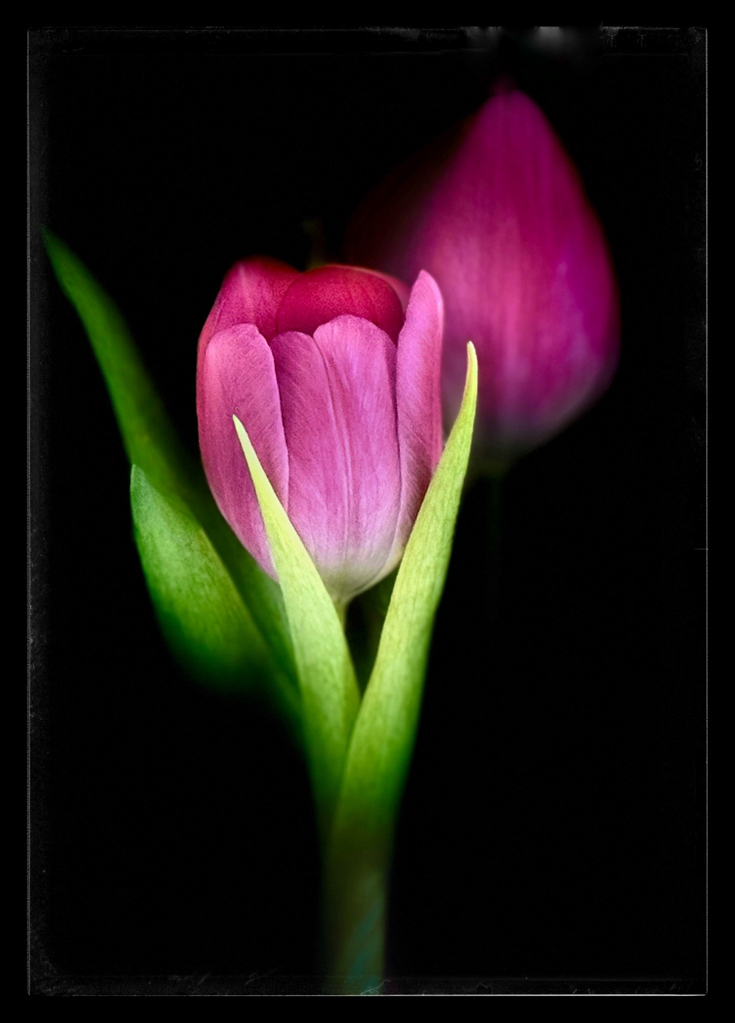 Red Tulip Portrait