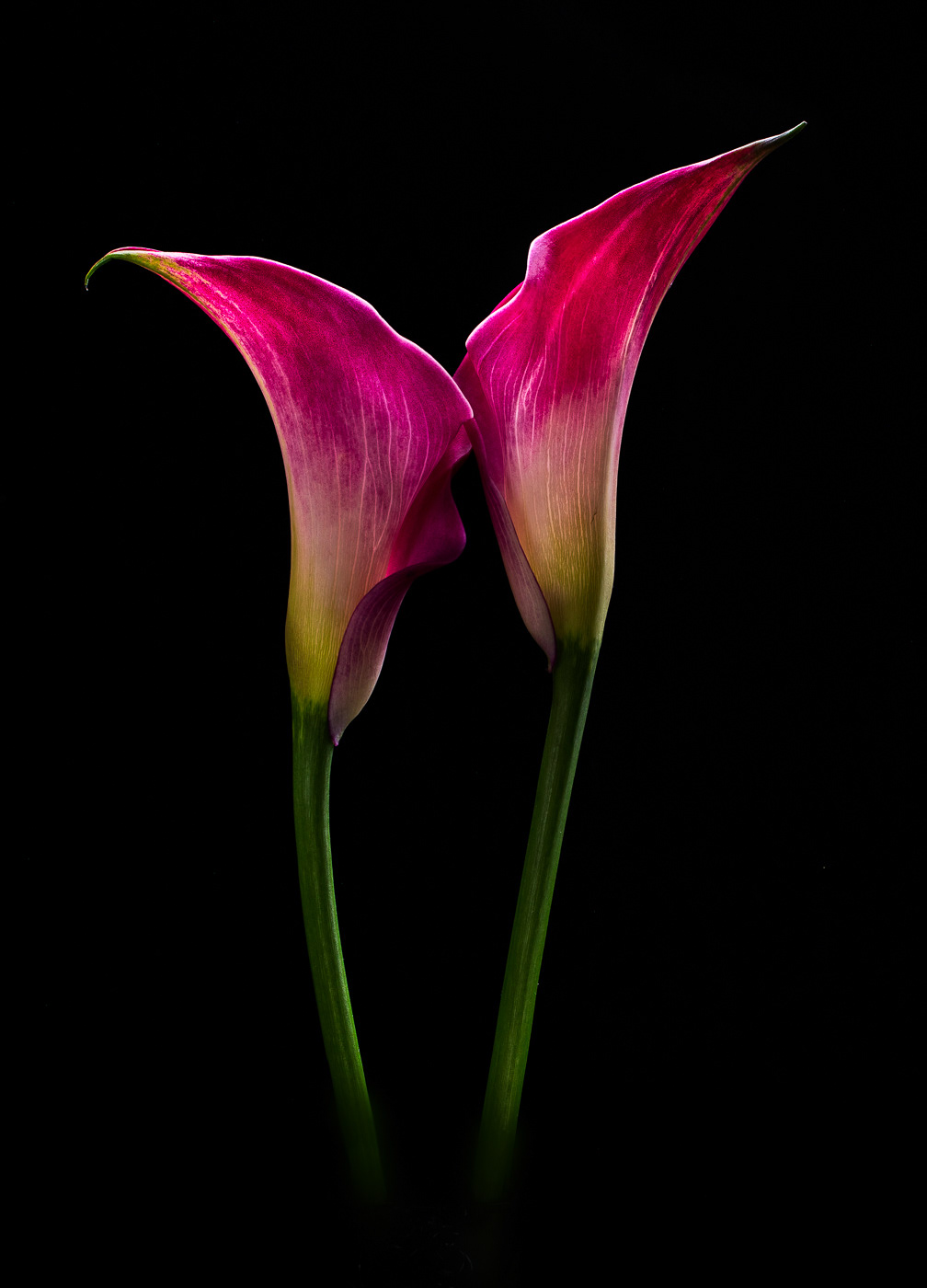 Calla Love ~ This pair was introduced to each other in my home studio, love at first sight!