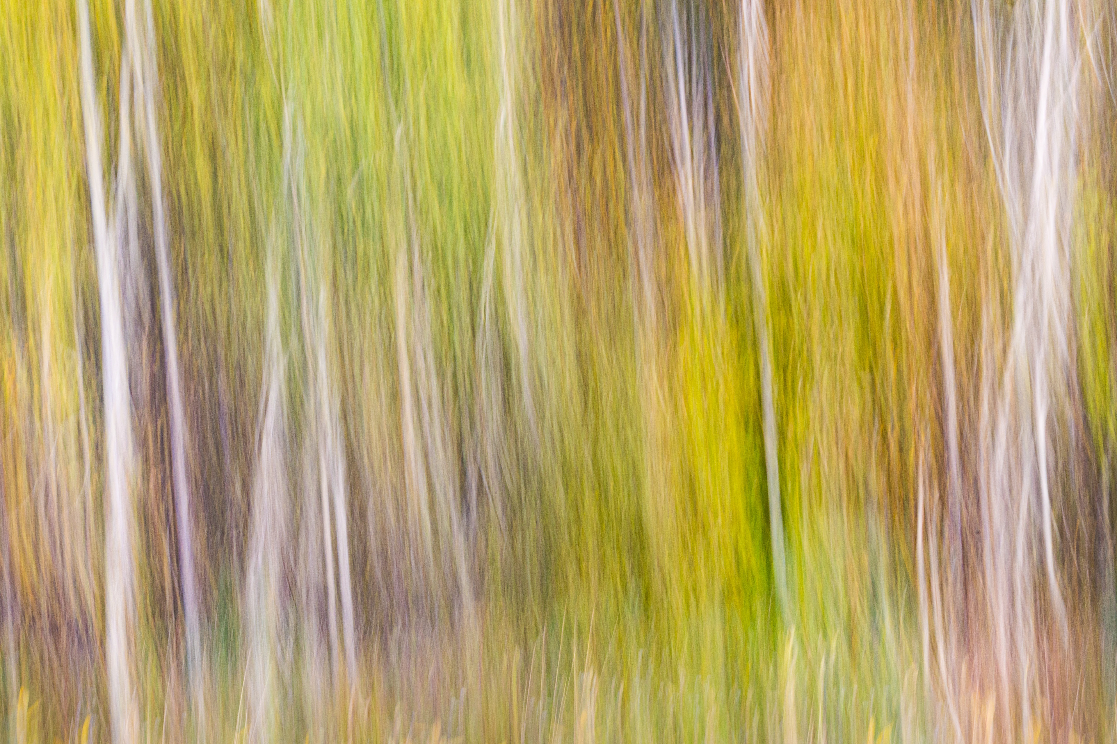 Birches in Autumn II