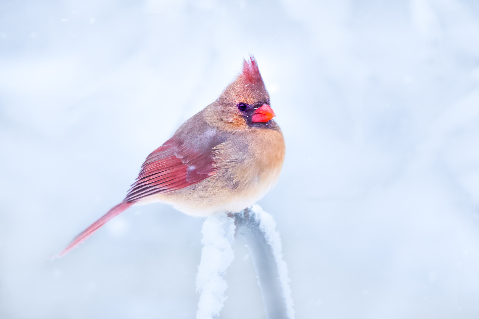 Female Northern Cardinal in snow III