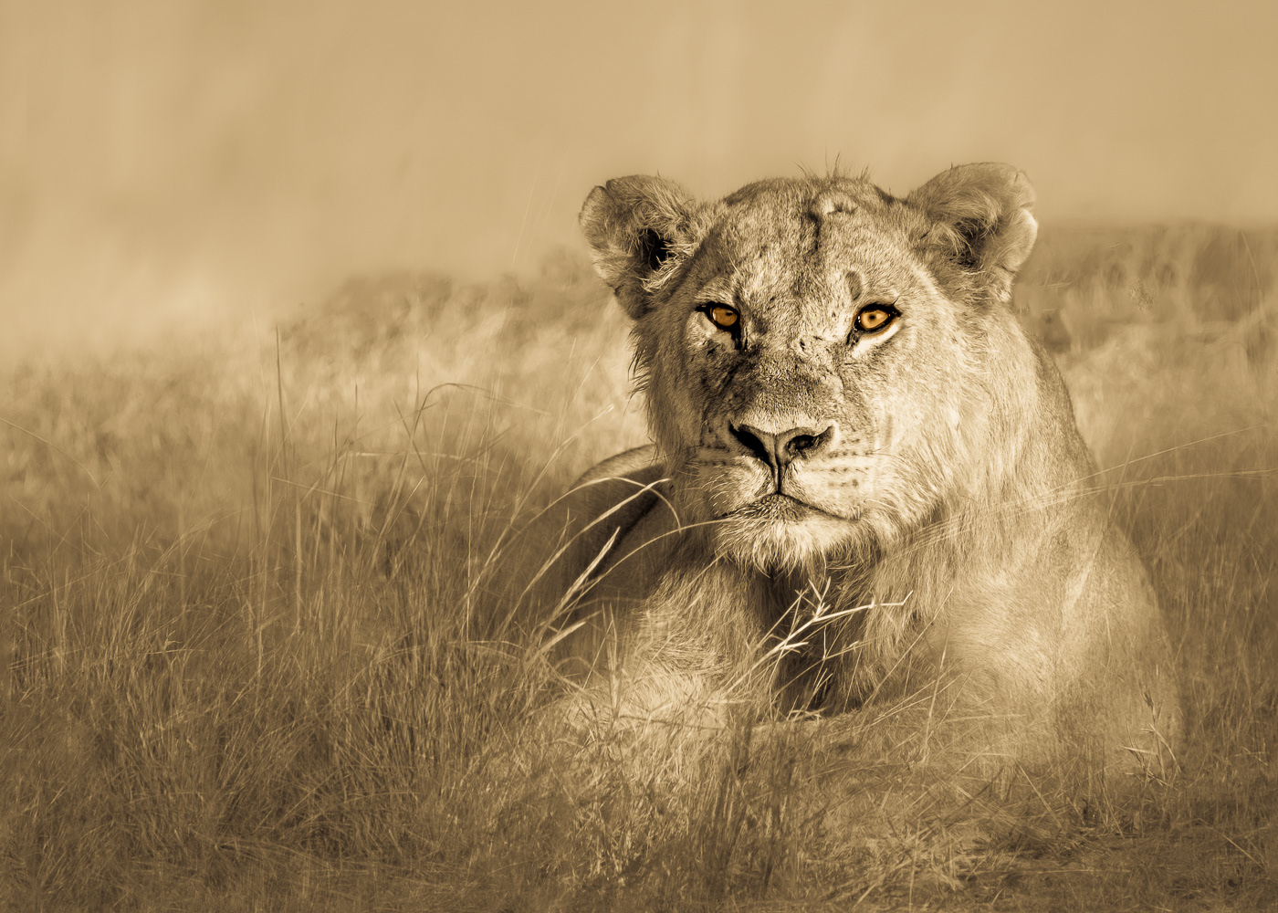 Lioness II ~ A lioness photographed in early morning light along the Chobe River in Botswana. 