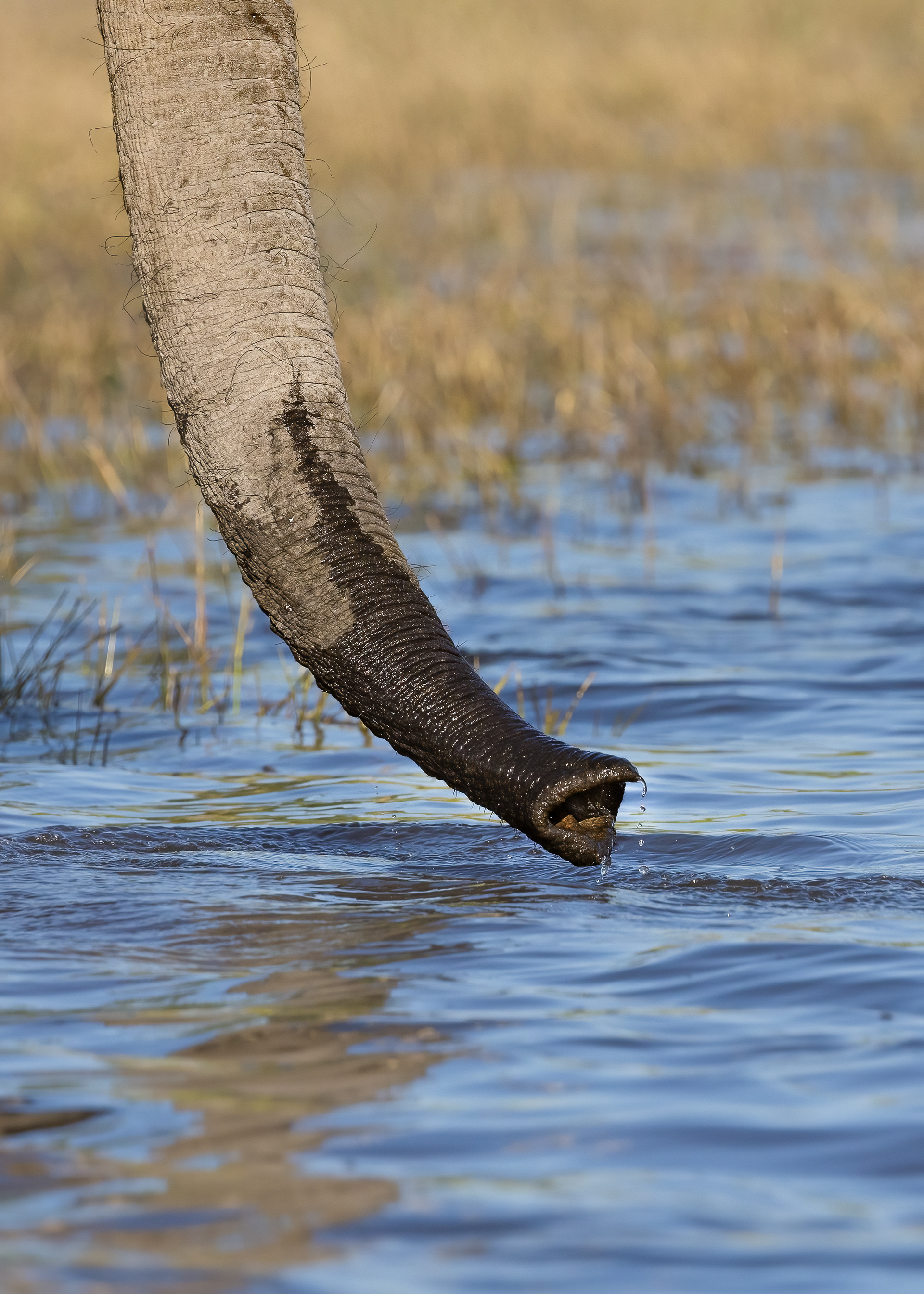 Detail of elephant trunk