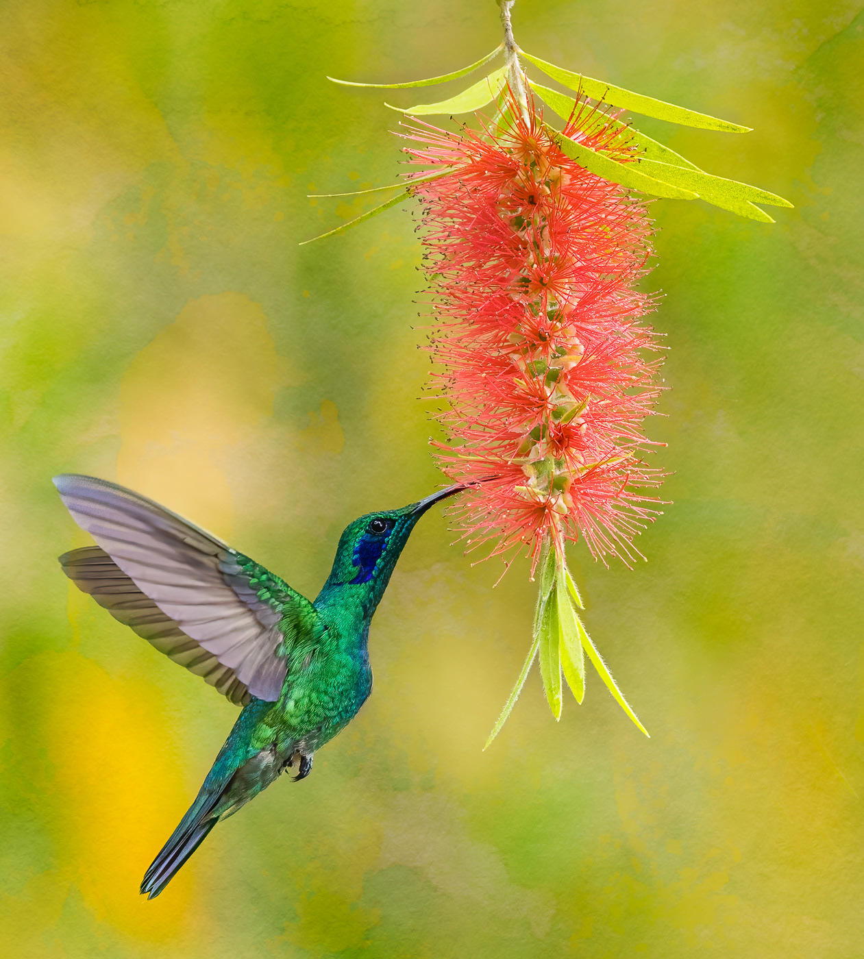 Lesser Violetear Hummingbird in Bottlebrush