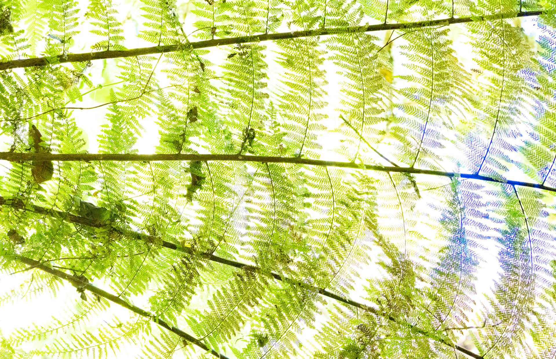 Leaves CR Abstract