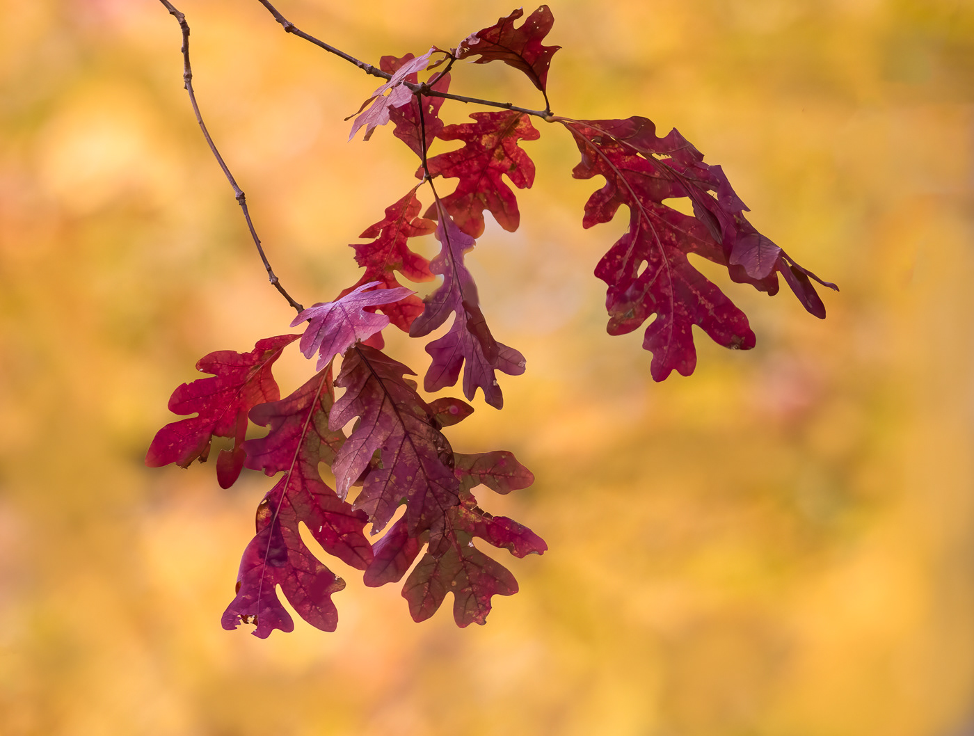 Autumn Color
