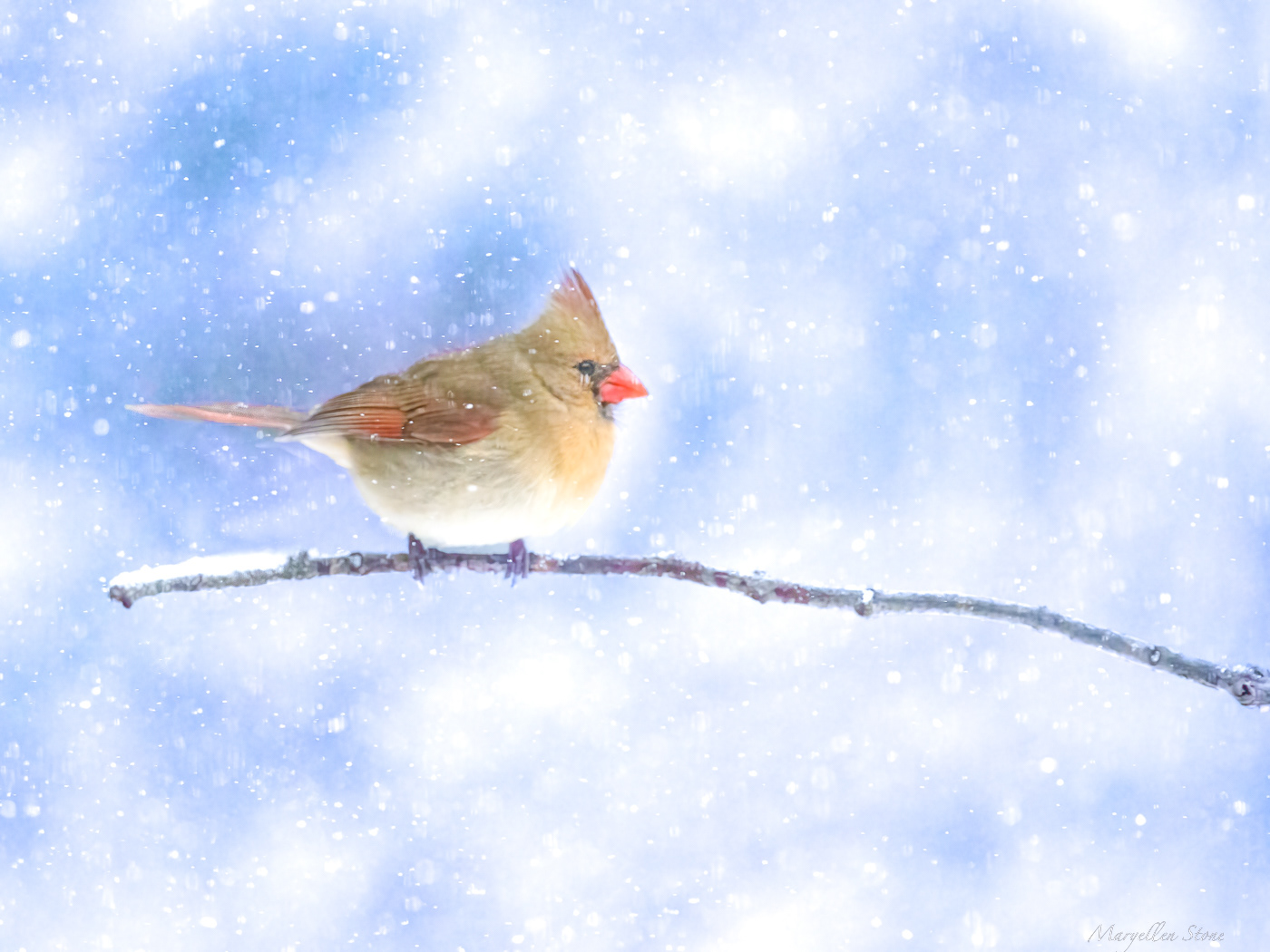 Female Northern Cardinal In Snow